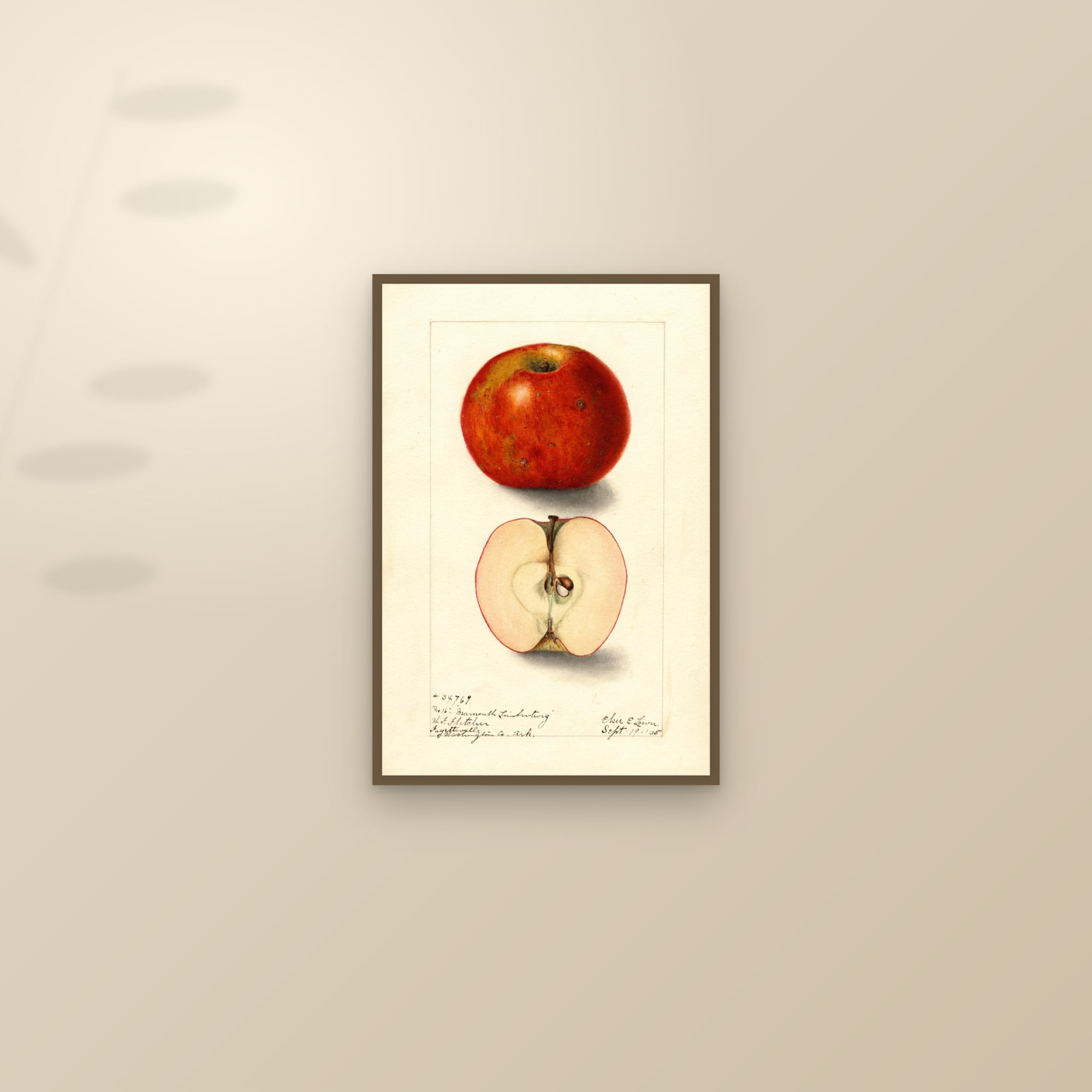 Mammoth Limbertwig Apple — framed and styled on a sunlit wall