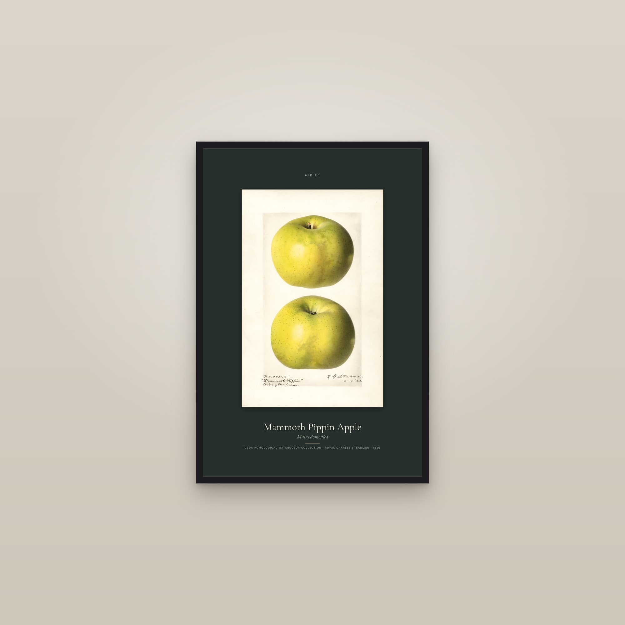 Mammoth Pippin Apple — Specimen — framed in a gallery setting