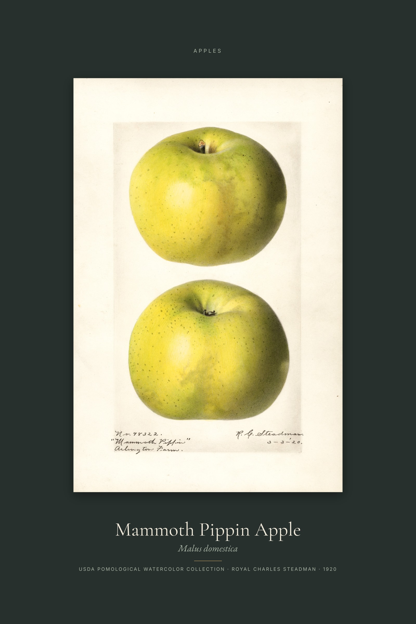 Mammoth Pippin Apple — Specimen
