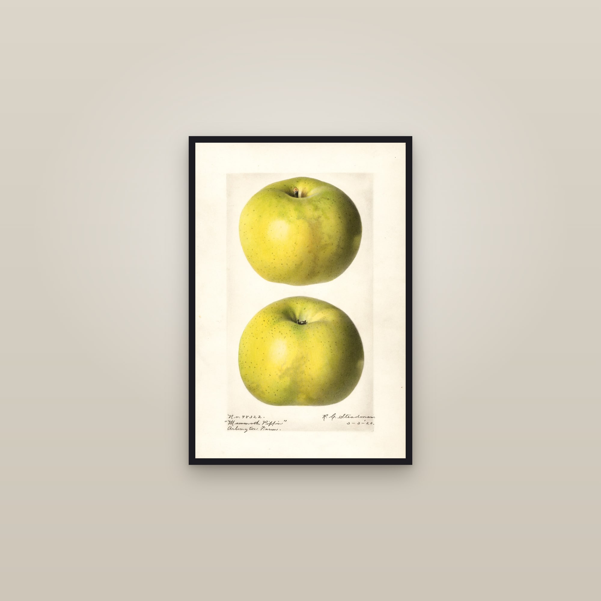 Mammoth Pippin Apple — framed in a gallery setting
