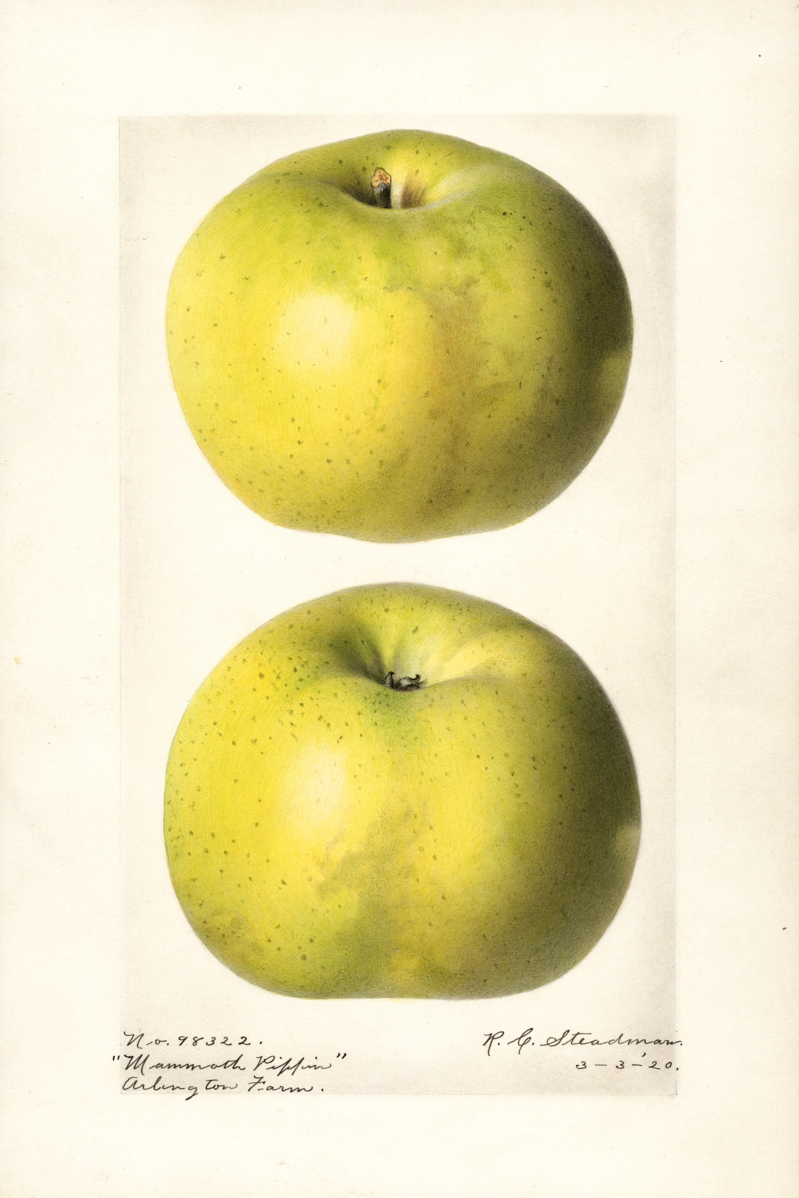 Mammoth Pippin Apple
