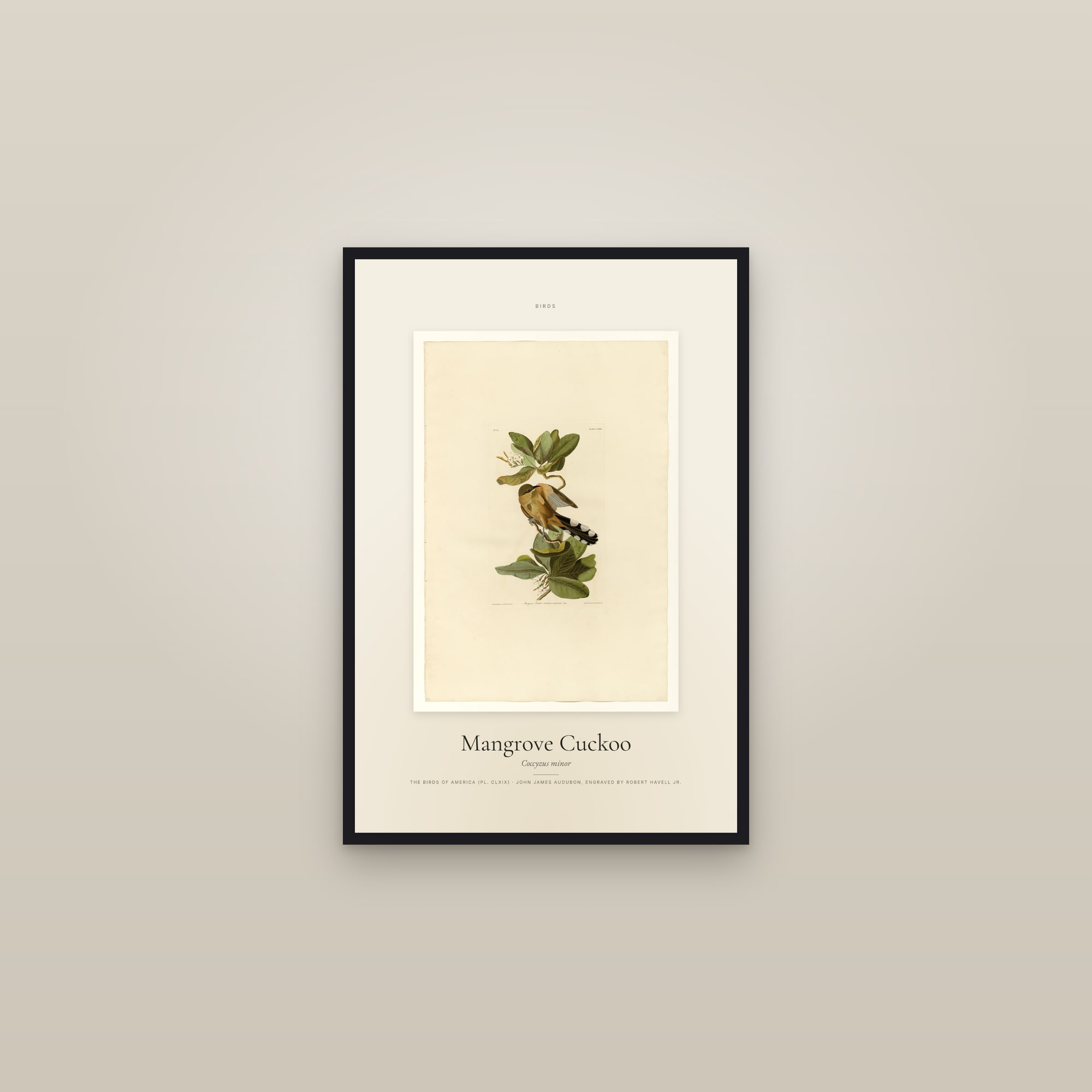 Mangrove Cuckoo — Specimen — framed in a gallery setting