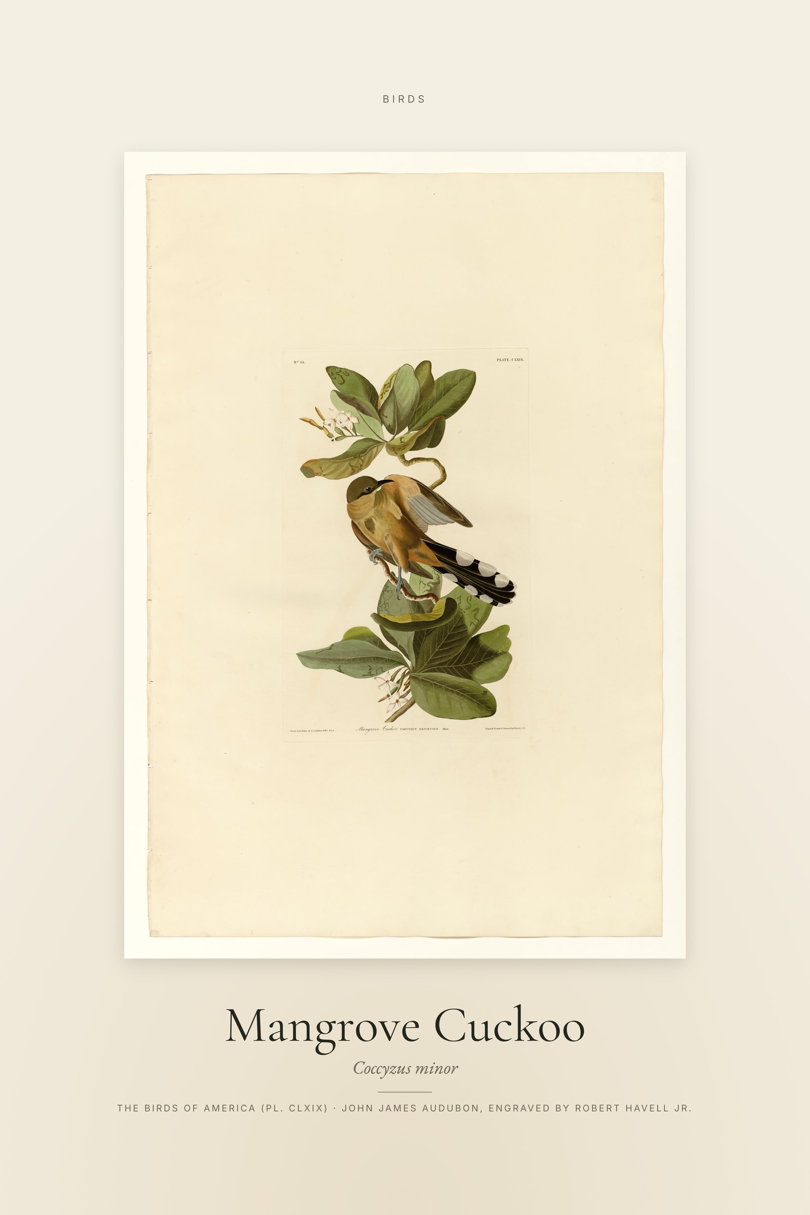 Mangrove Cuckoo — Specimen