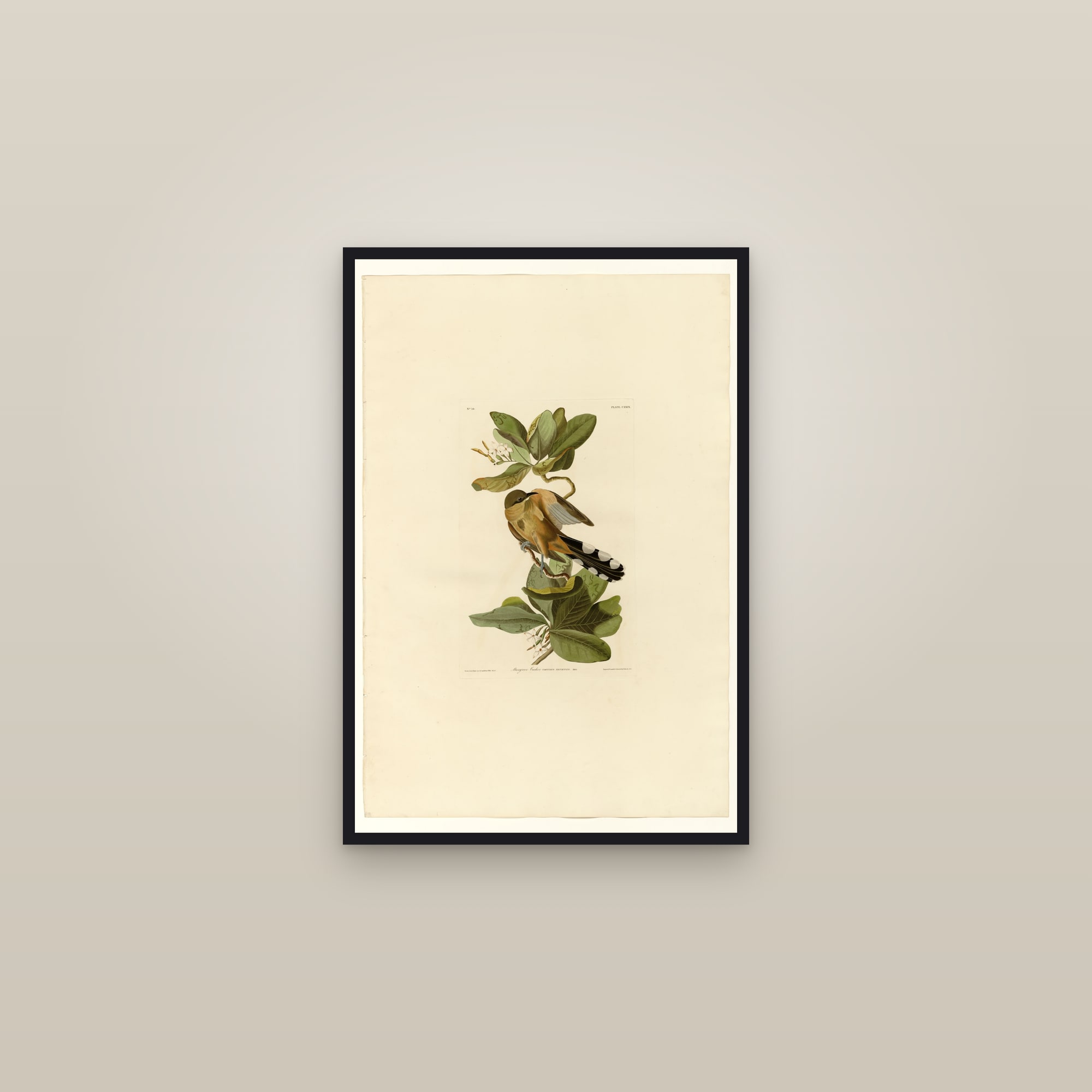 Mangrove Cuckoo — framed in a gallery setting
