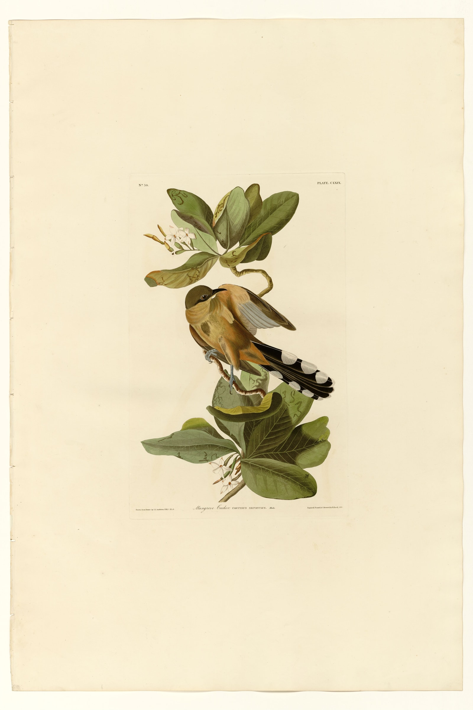 Mangrove Cuckoo