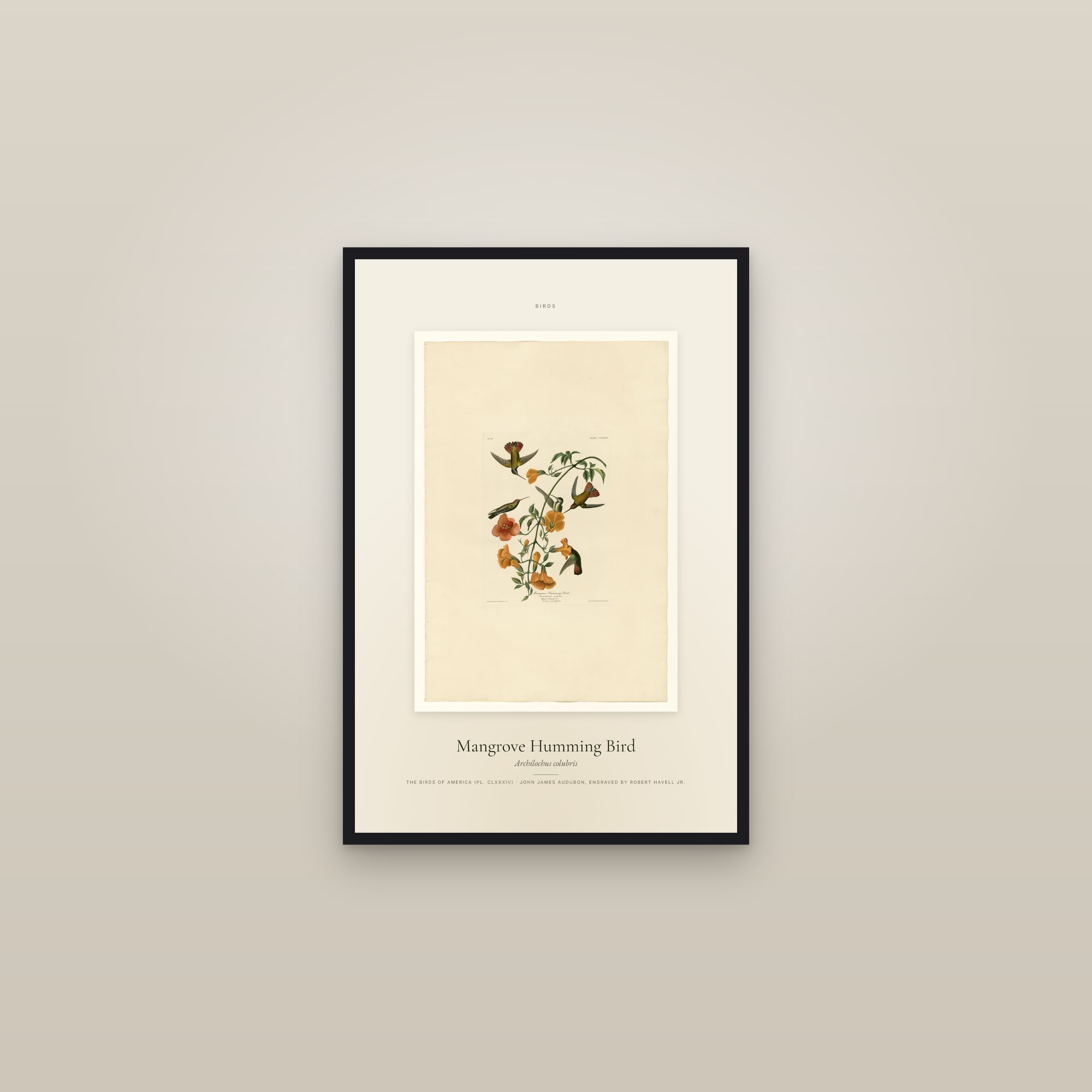 Mangrove Humming Bird — Specimen — framed in a gallery setting