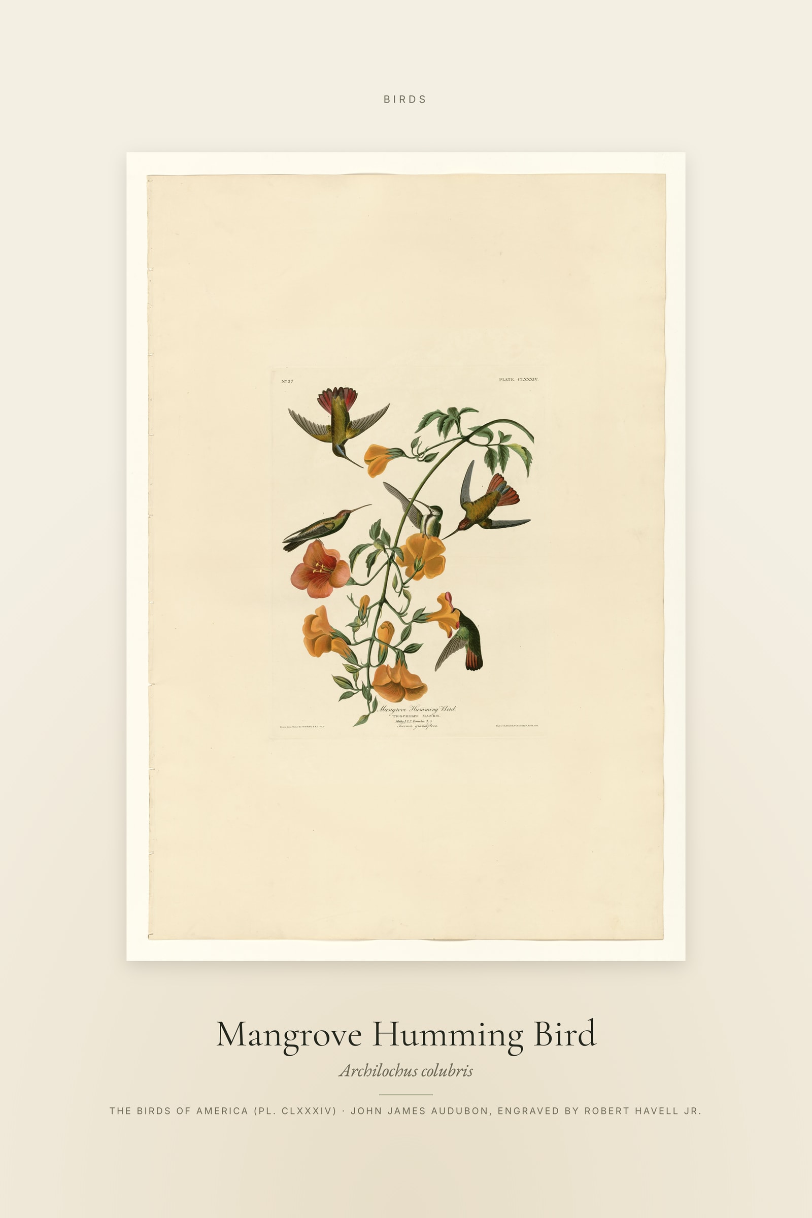 Mangrove Humming Bird — Specimen