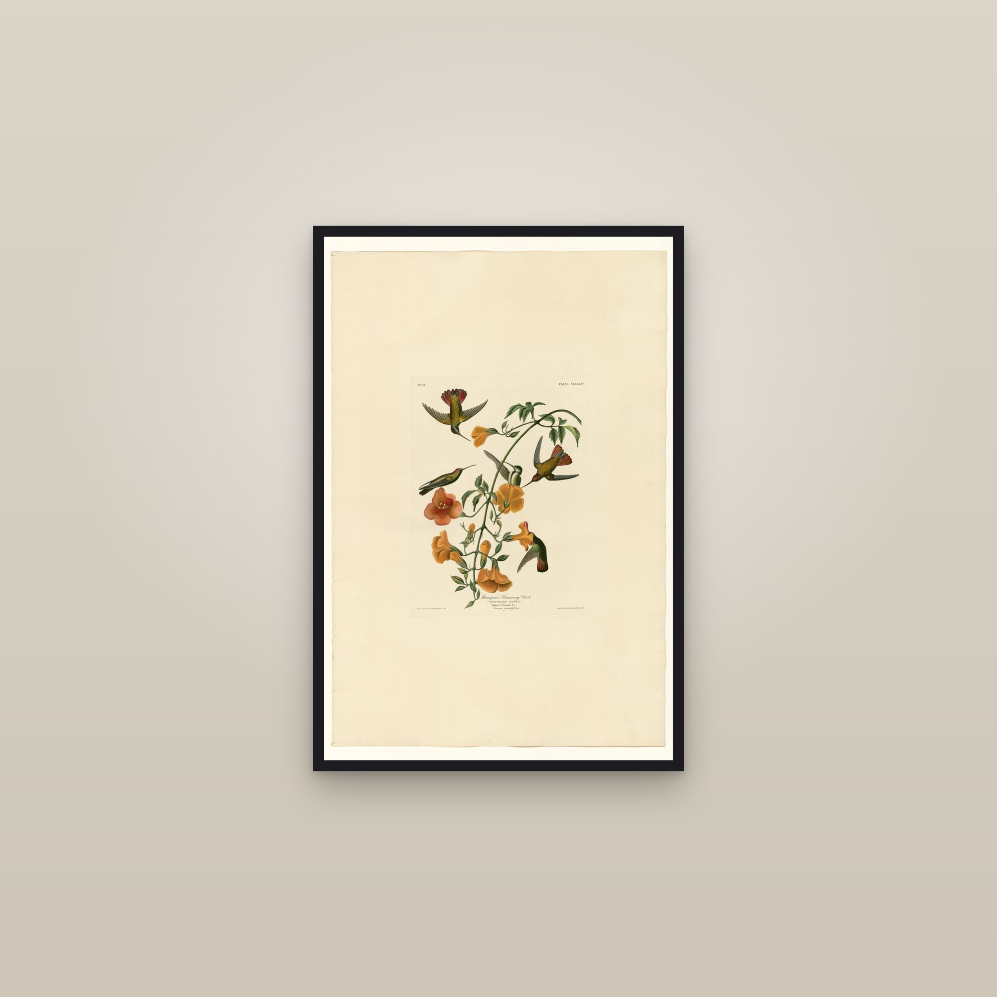Mangrove Humming Bird — framed in a gallery setting