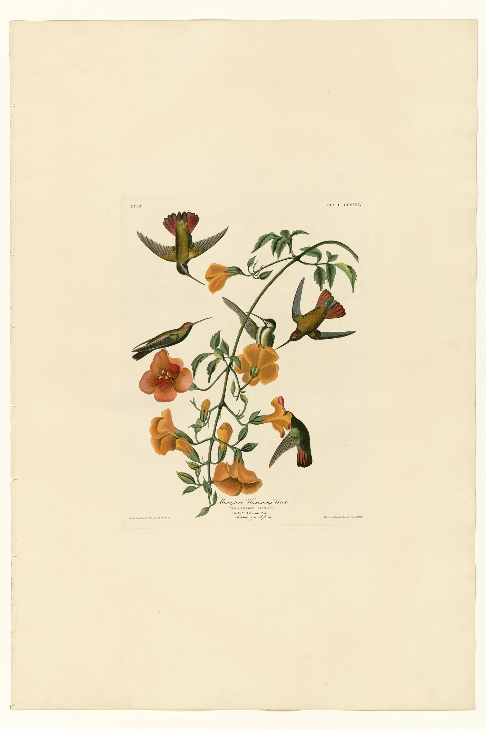 Mangrove Humming Bird