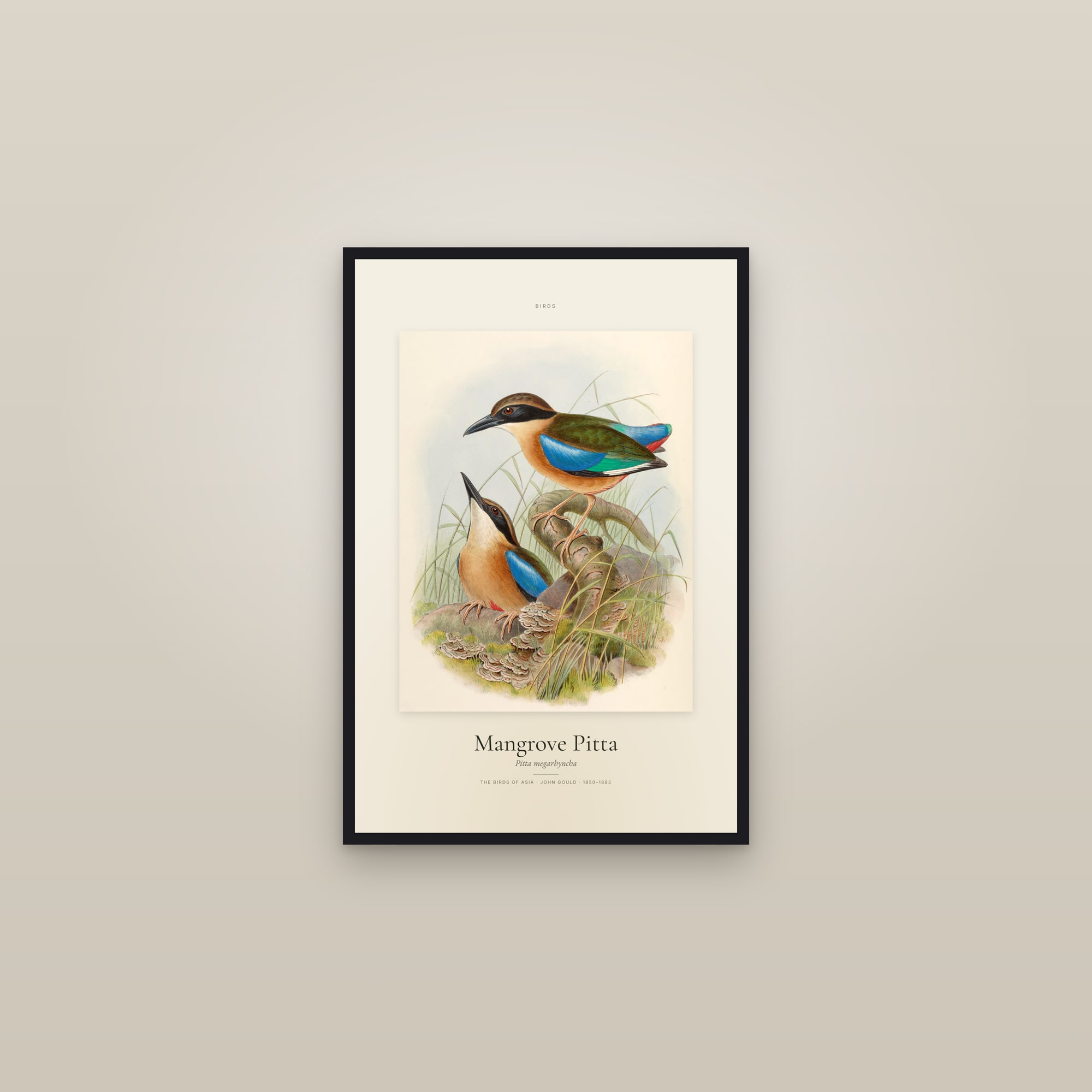 Mangrove Pitta — Specimen