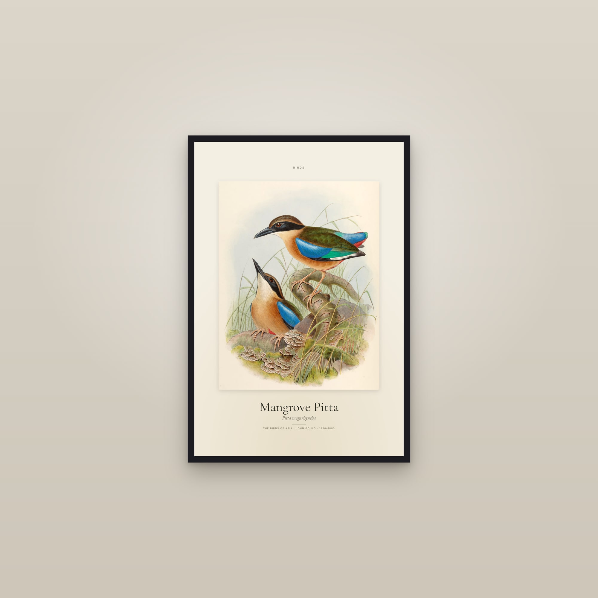 Mangrove Pitta — Specimen — framed in a gallery setting