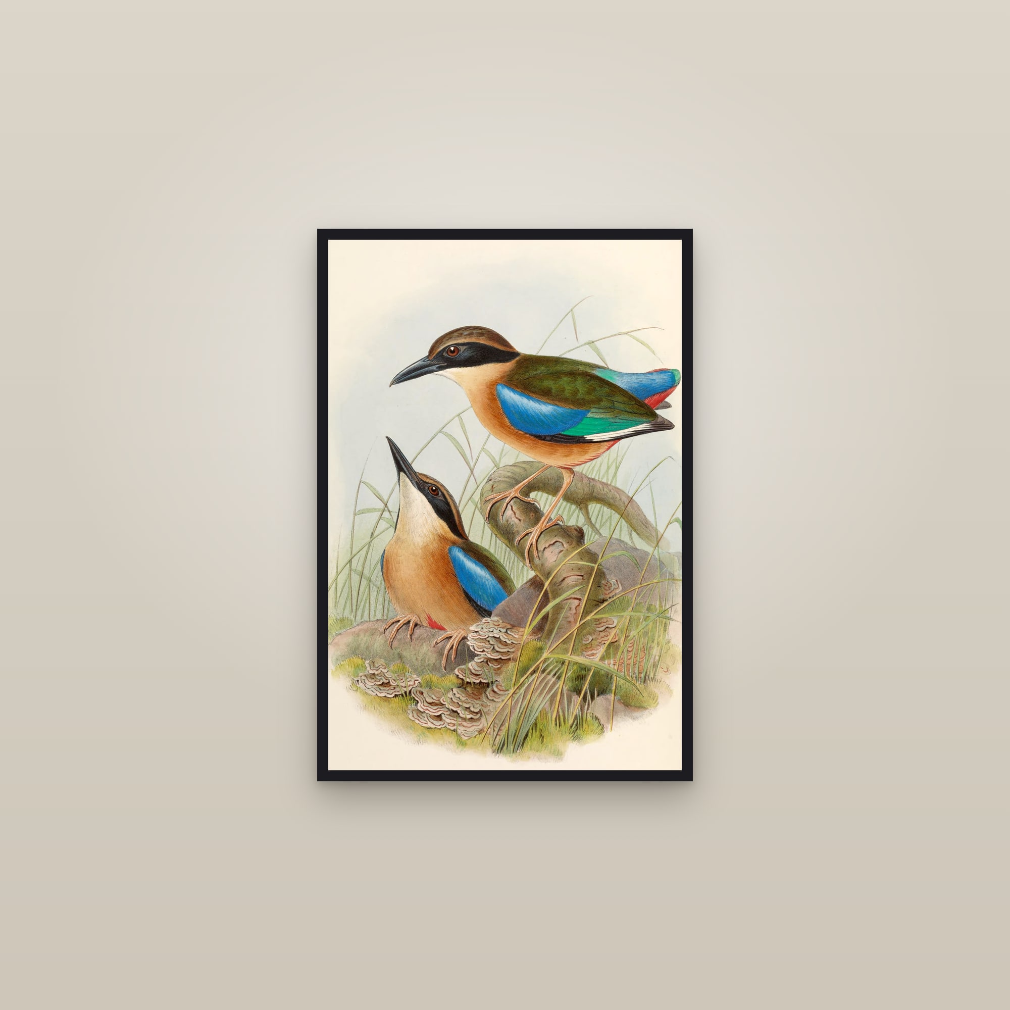 Mangrove Pitta — framed in a gallery setting
