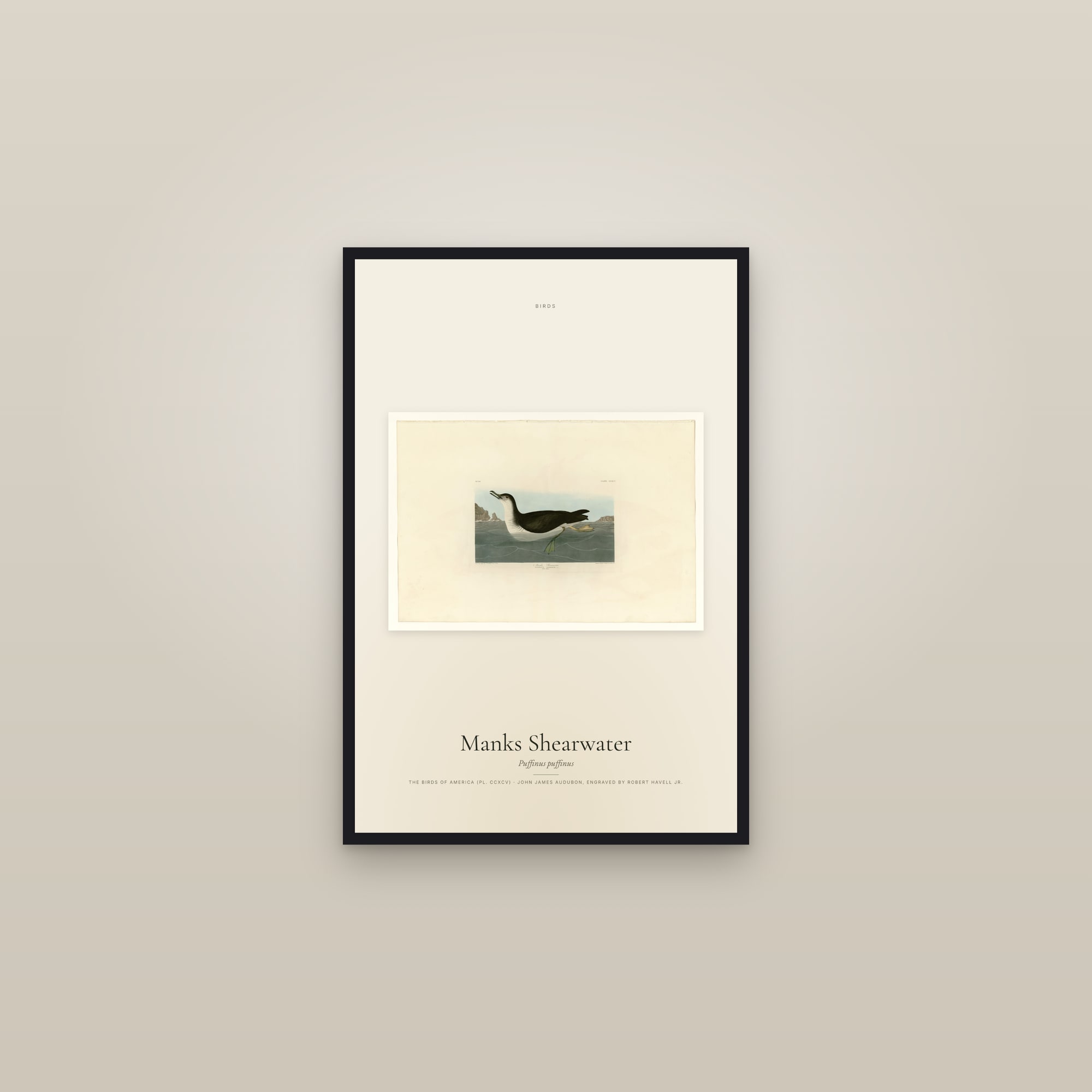 Manks Shearwater — framed in a gallery setting