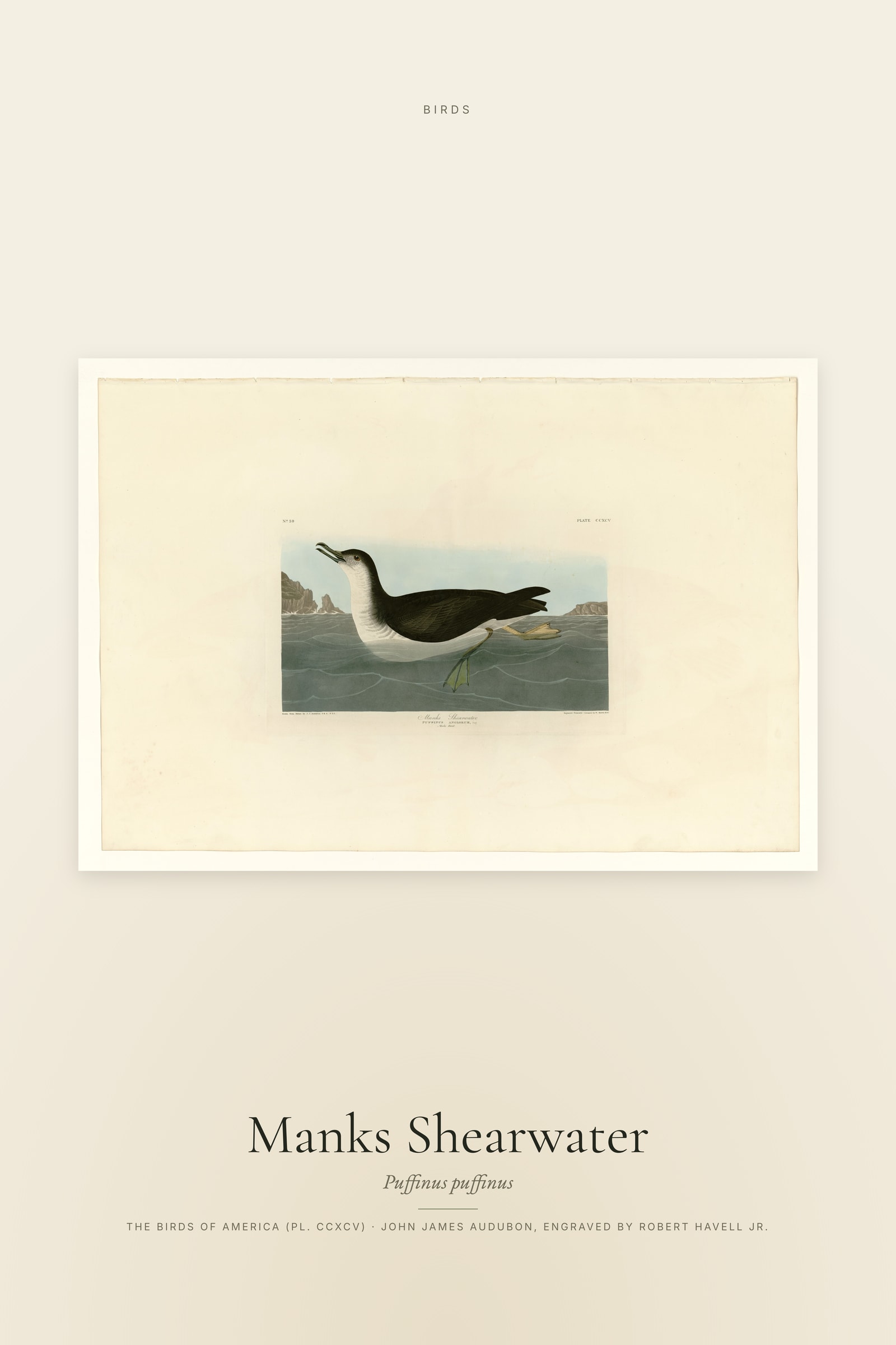 Manks Shearwater