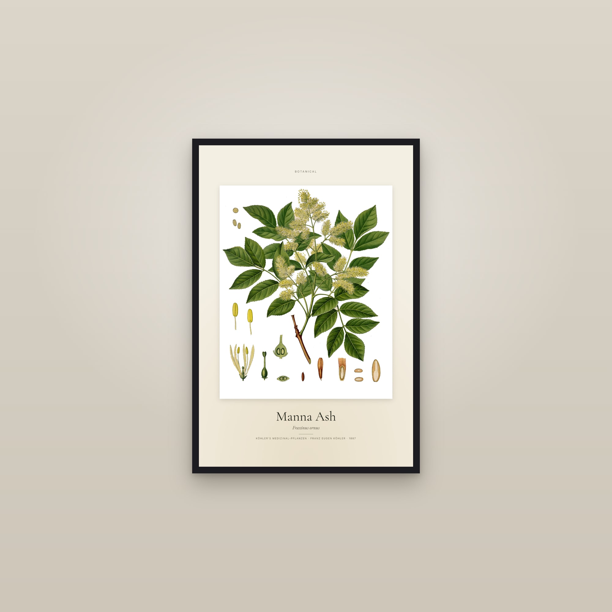 Manna Ash — Specimen — framed in a gallery setting