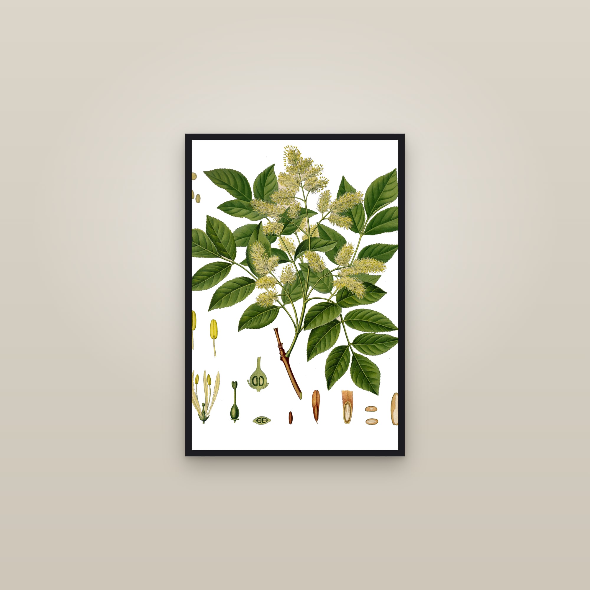 Manna Ash — framed in a gallery setting
