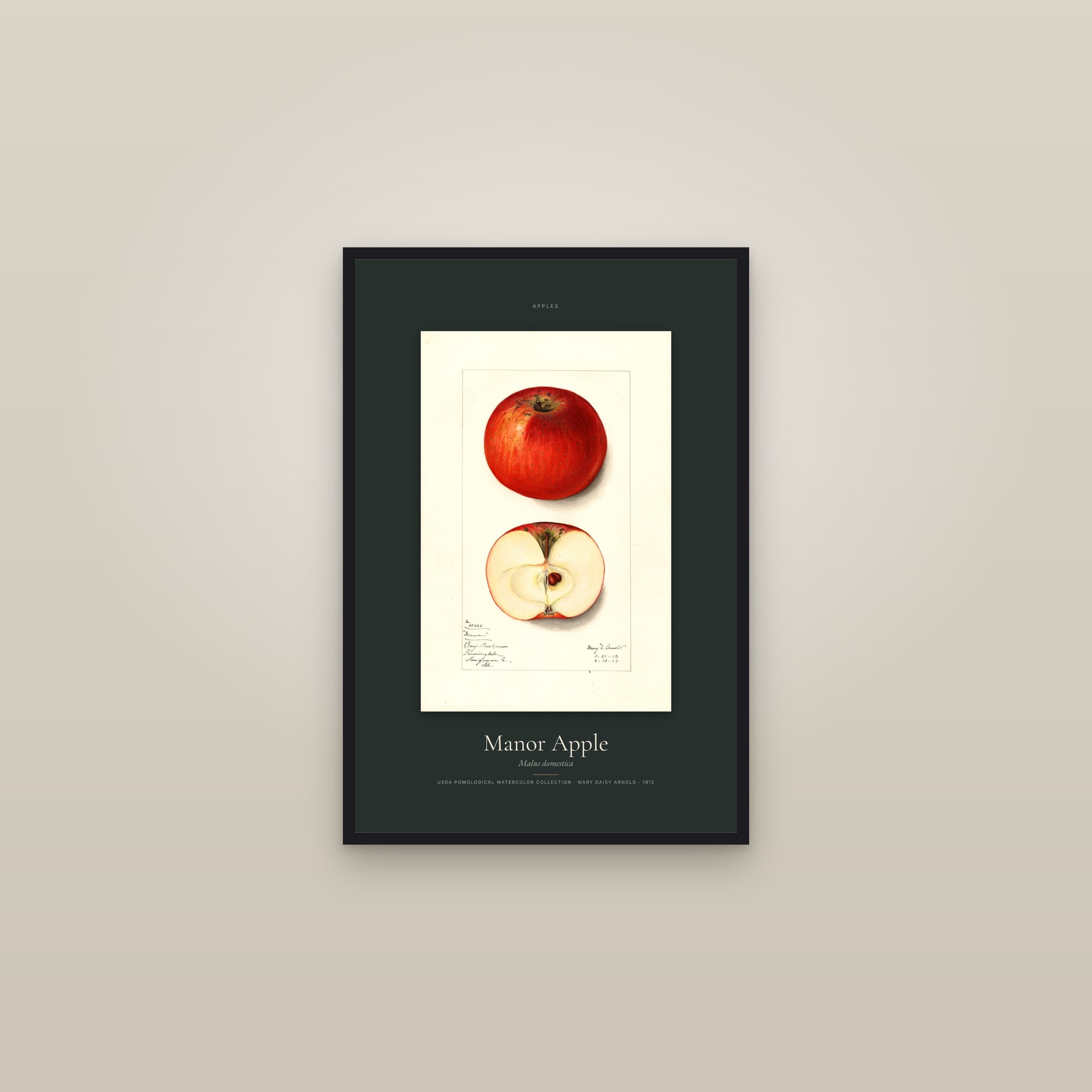 Manor Apple — Specimen — framed in a gallery setting