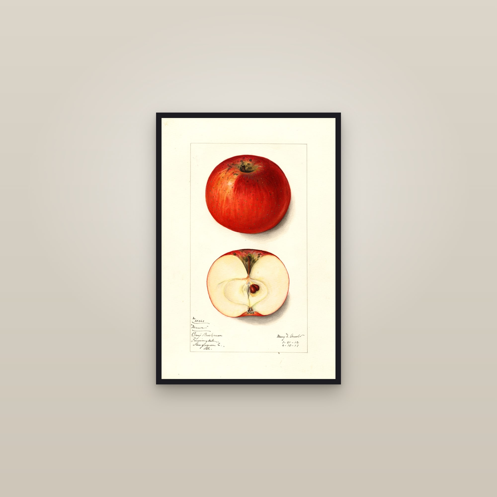 Manor Apple — framed in a gallery setting