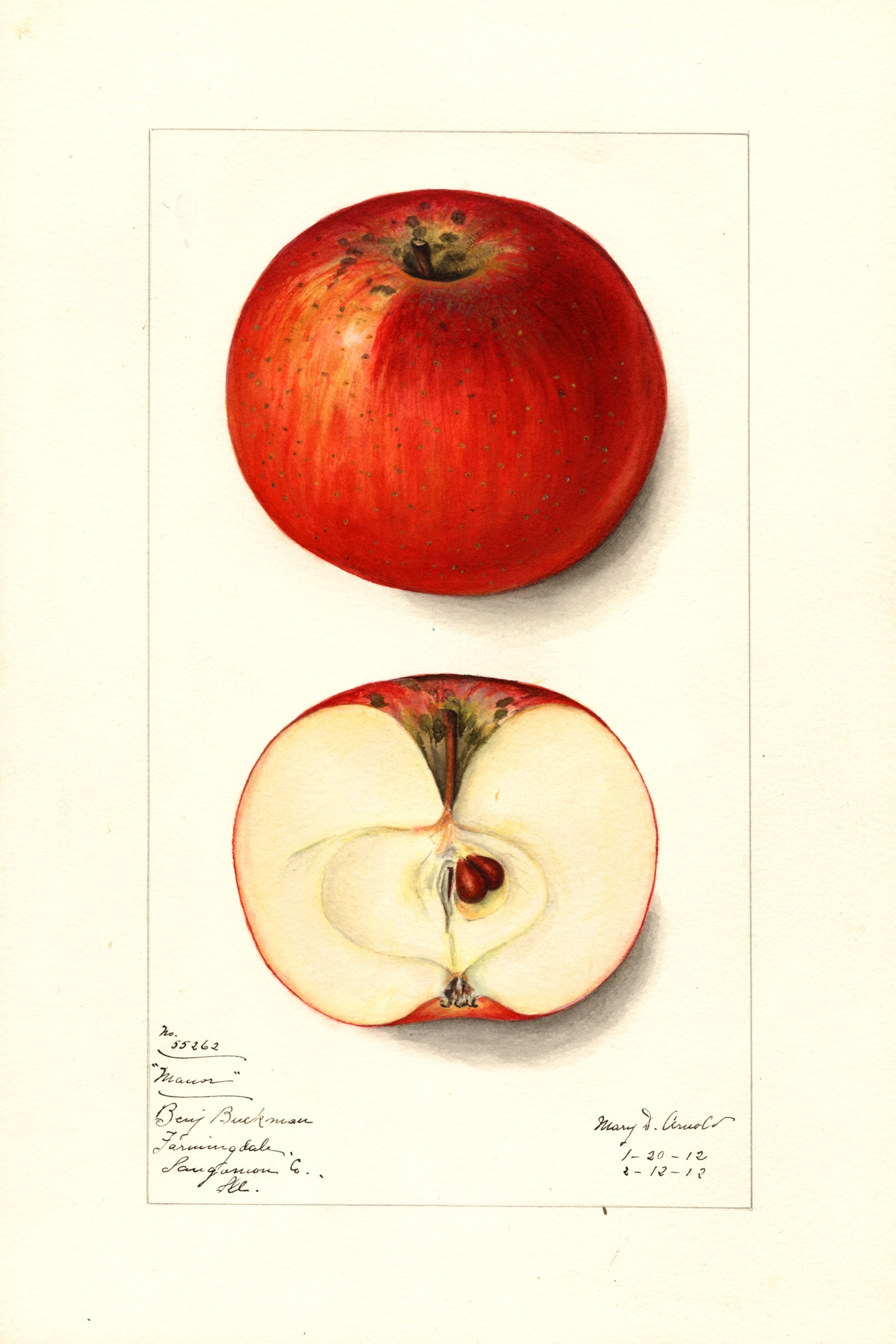 Manor Apple