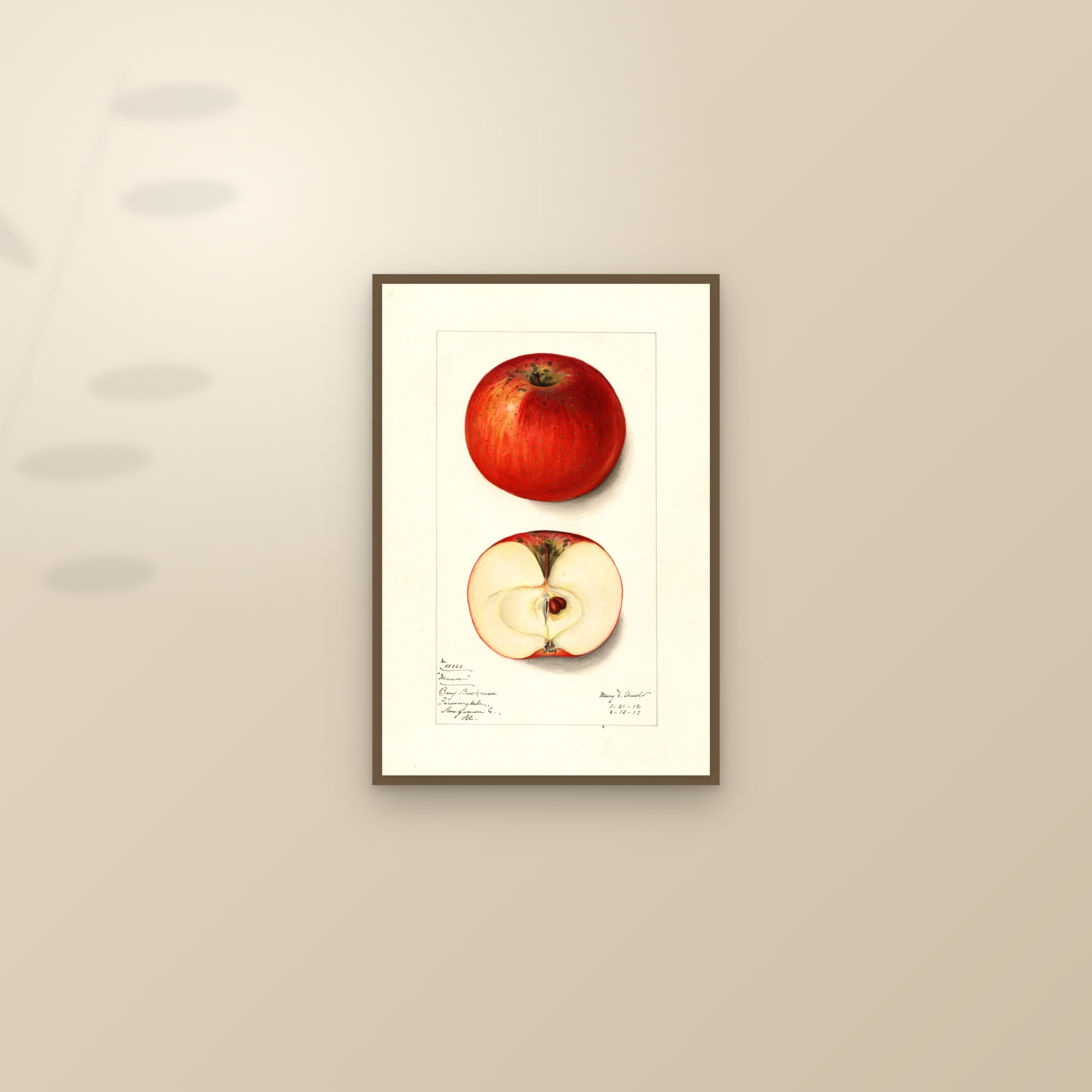 Manor Apple — framed and styled on a sunlit wall