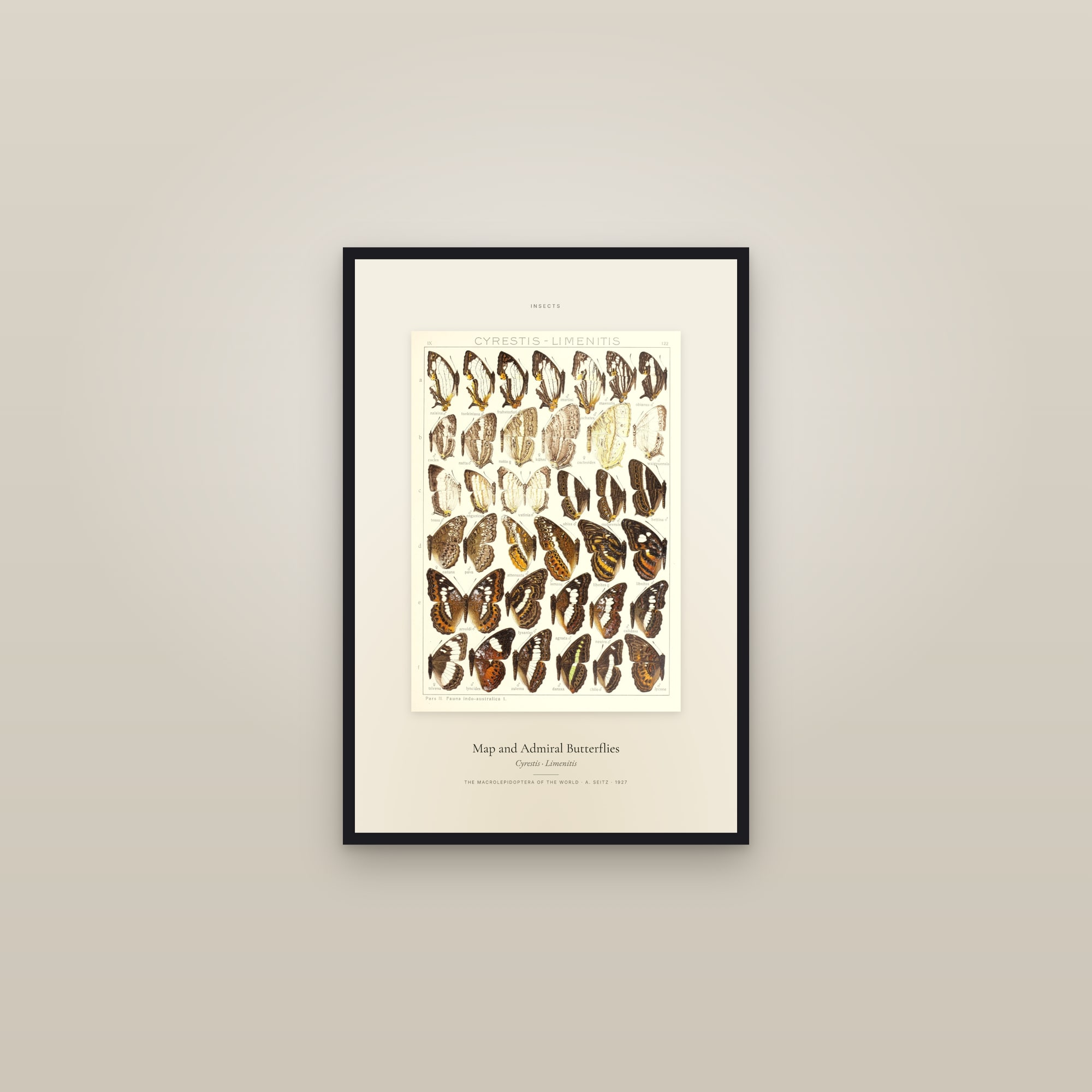 Map and Admiral Butterflies — Specimen — framed in a gallery setting