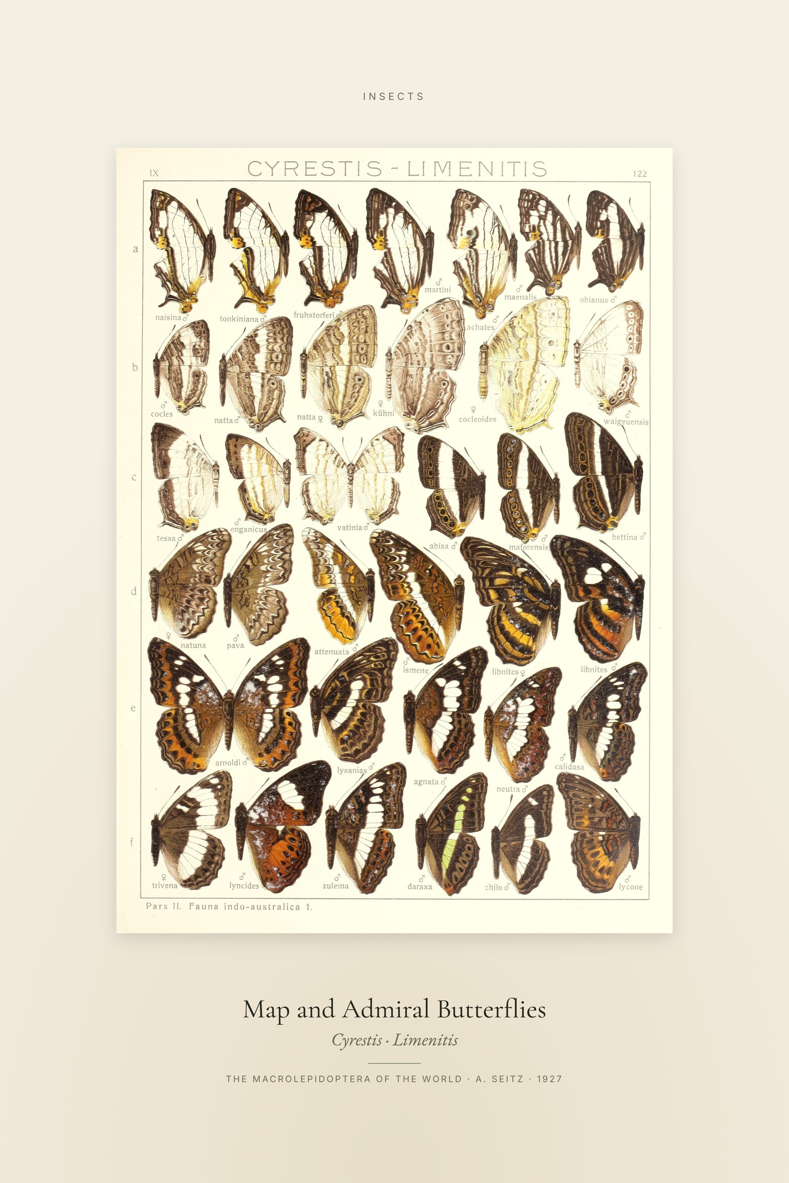 Map and Admiral Butterflies — Specimen