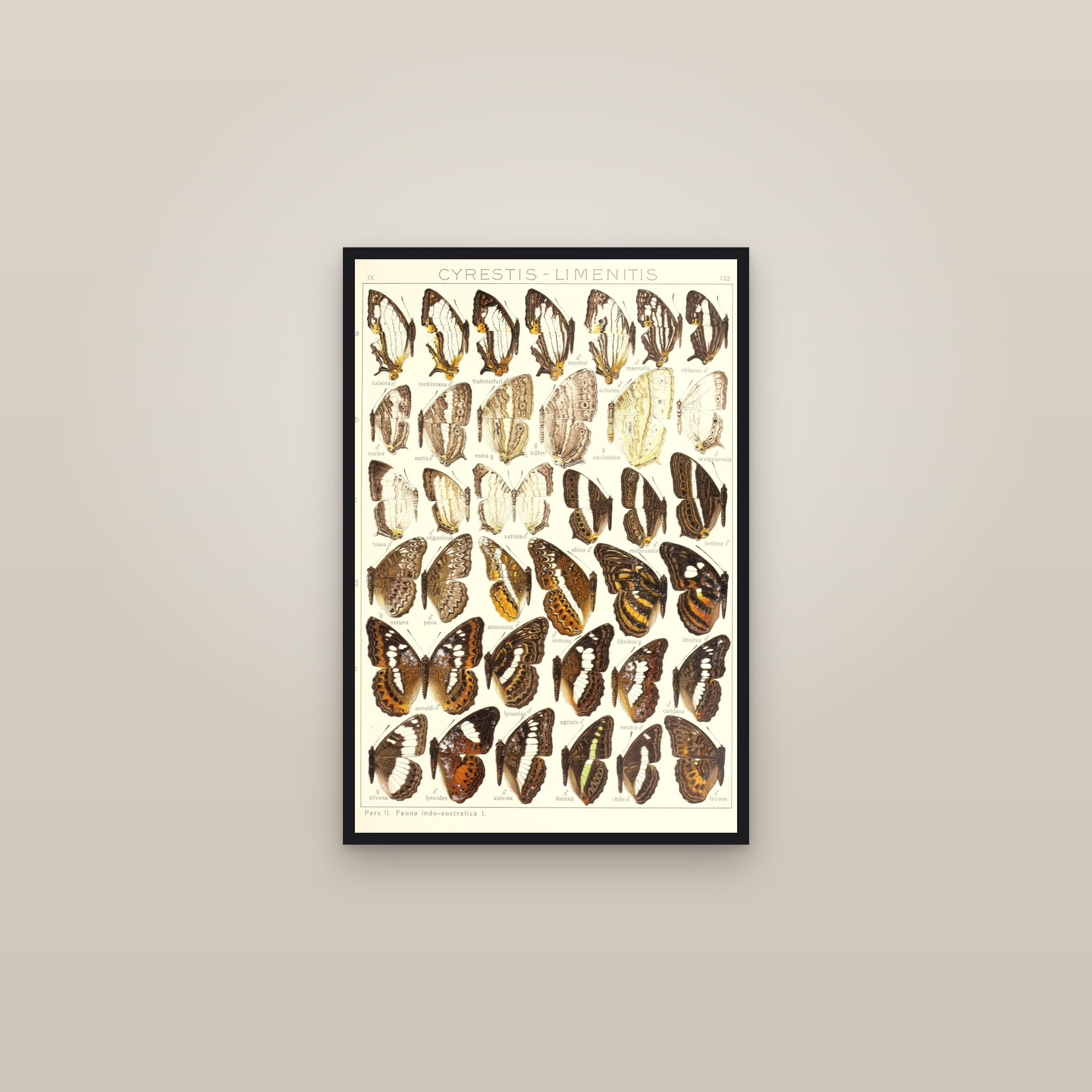 Map and Admiral Butterflies — framed in a gallery setting