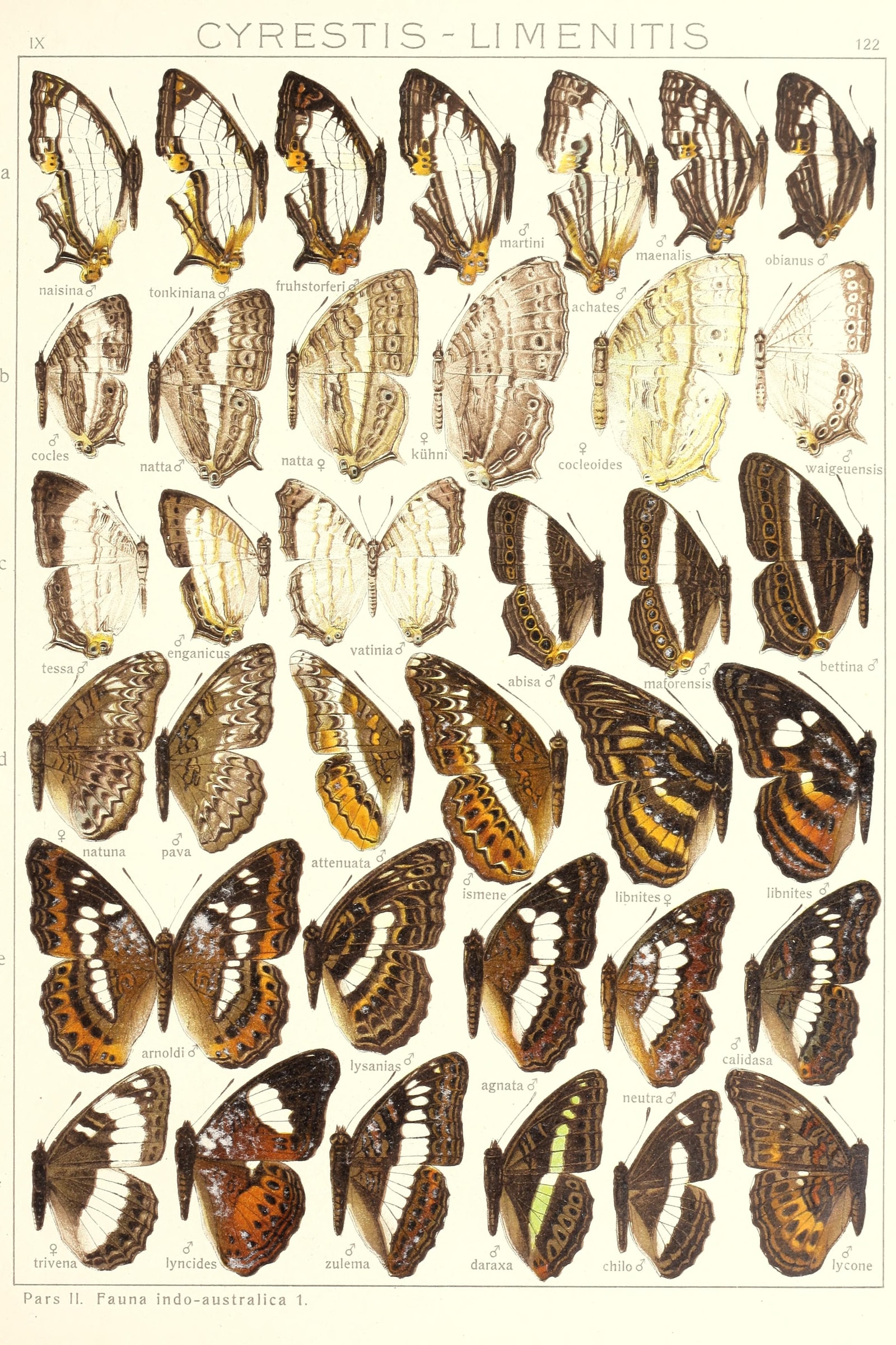 Map and Admiral Butterflies
