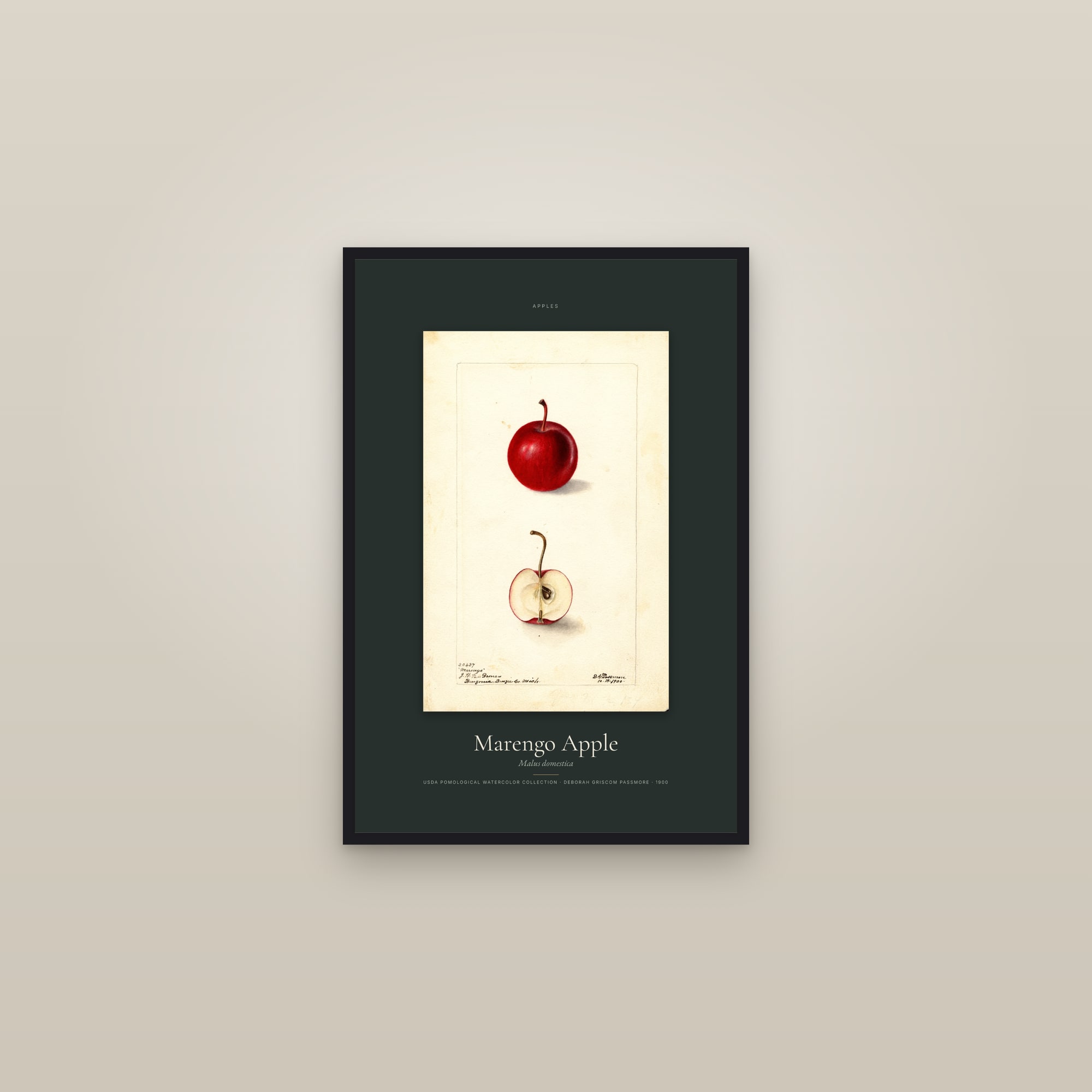 Marengo Apple — Specimen — framed in a gallery setting
