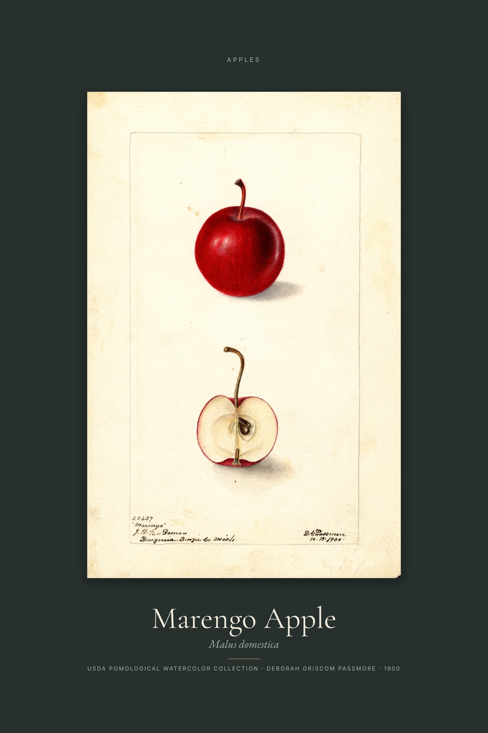 Marengo Apple — Specimen