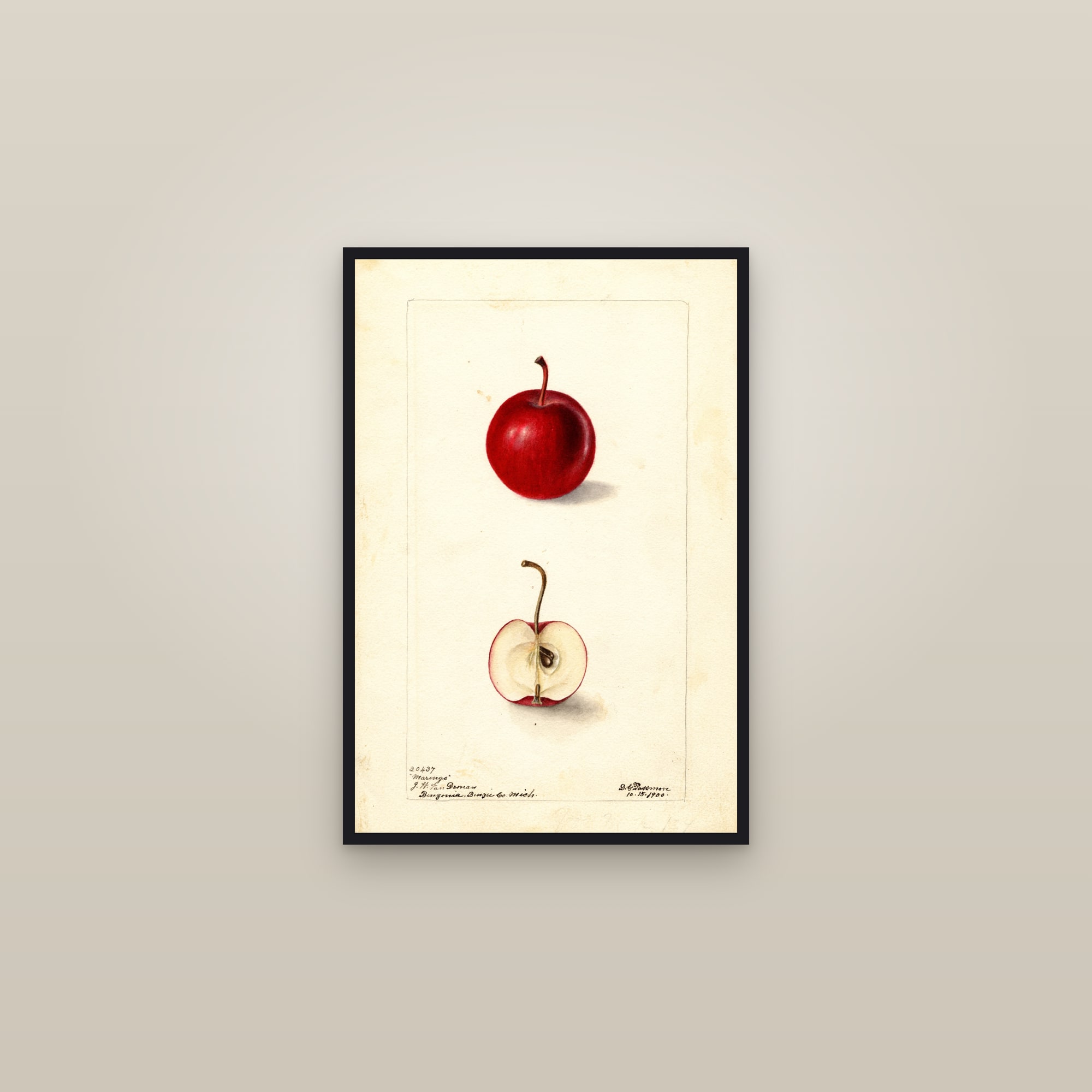 Marengo Apple — framed in a gallery setting