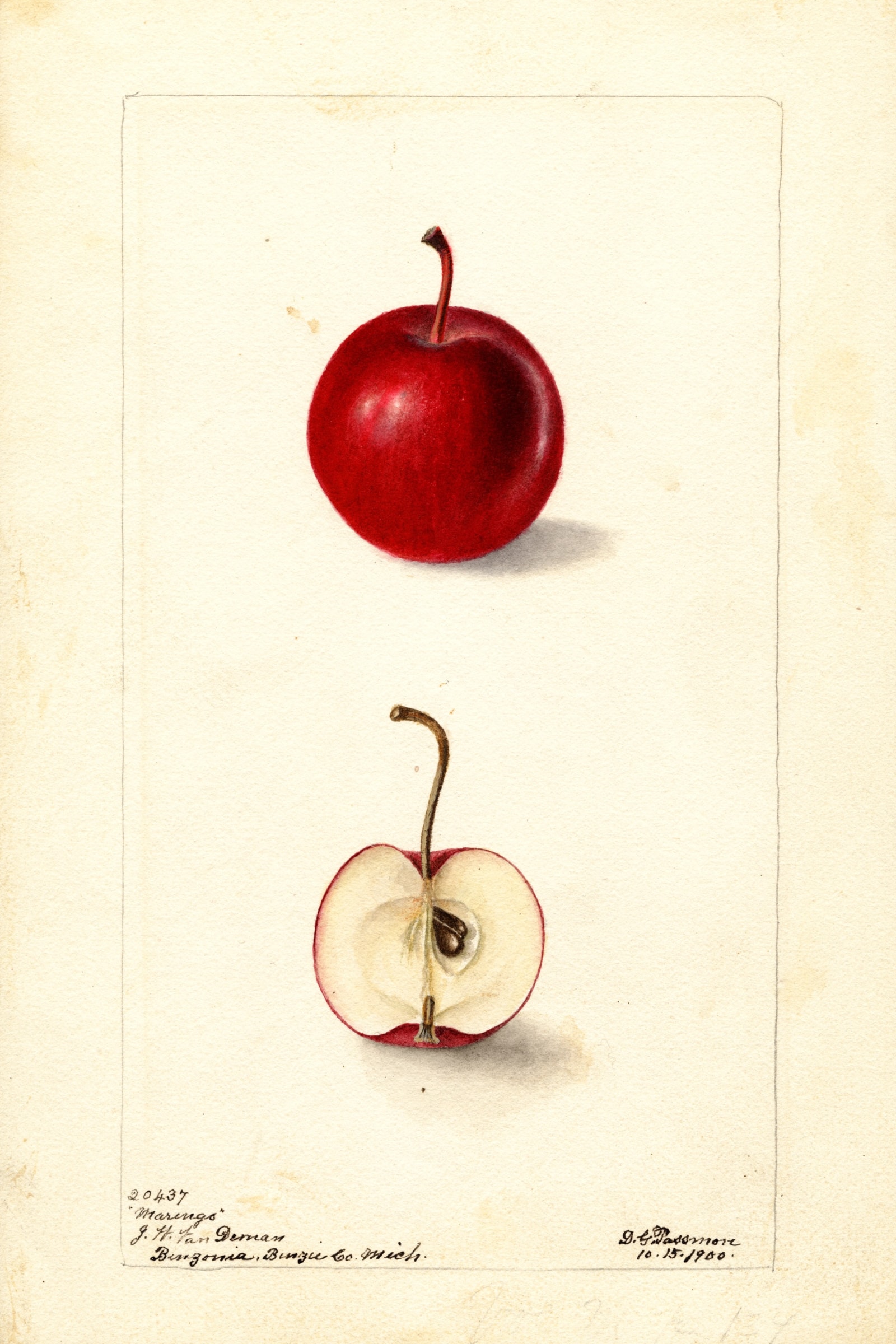 Marengo Apple
