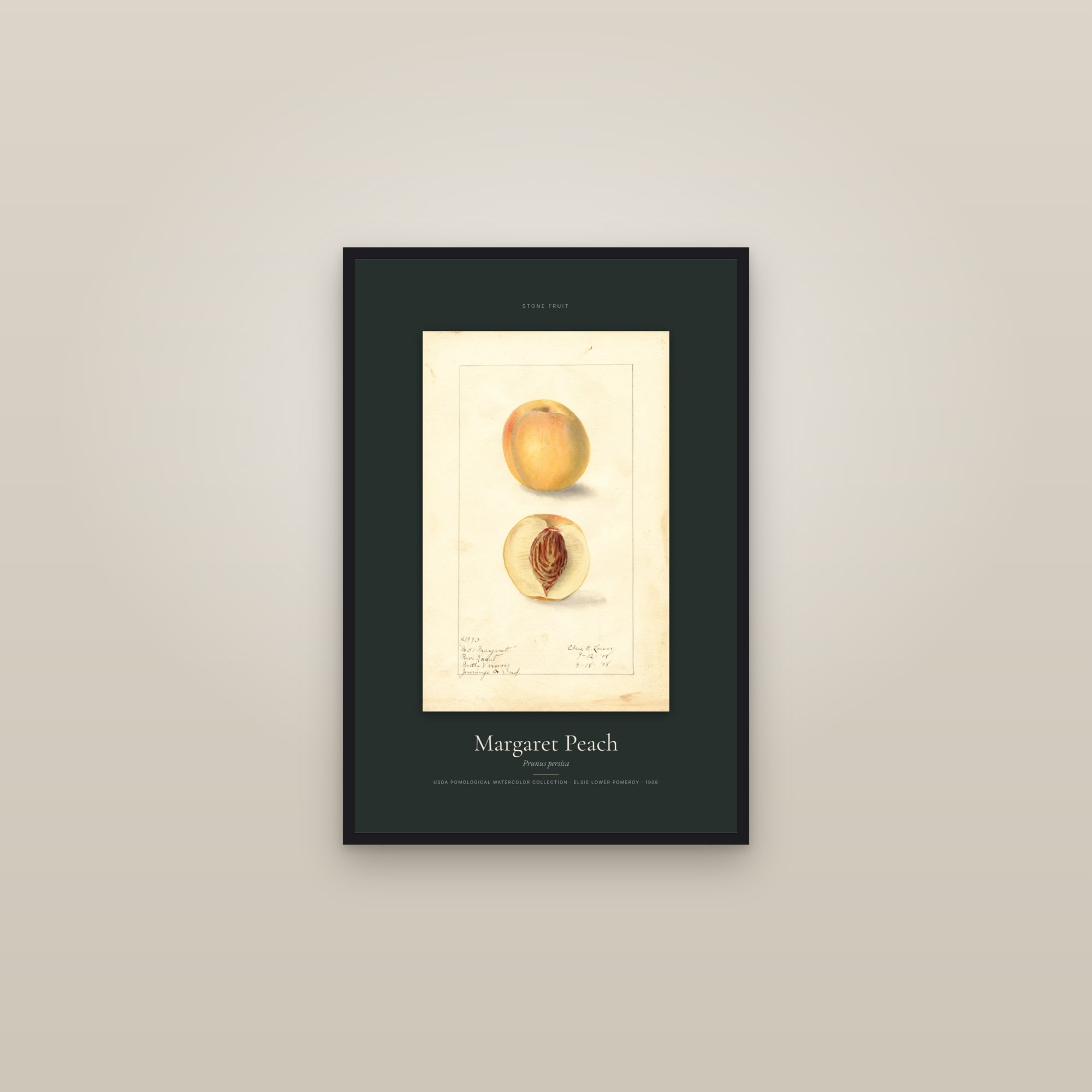 Margaret Peach — Specimen — framed in a gallery setting