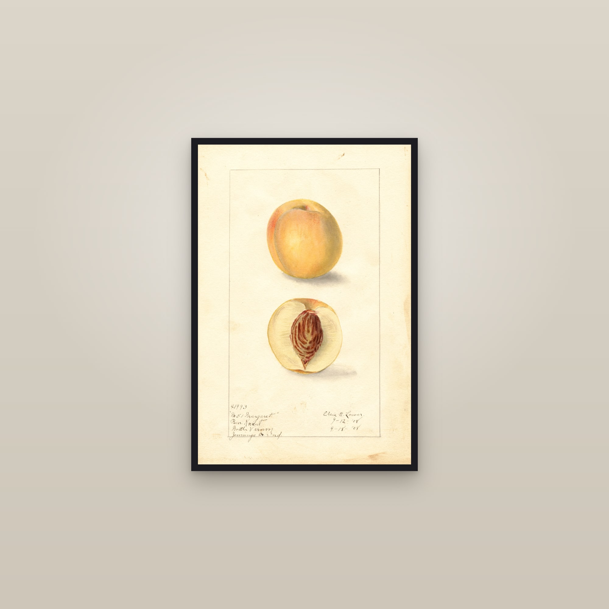 Margaret Peach — framed in a gallery setting