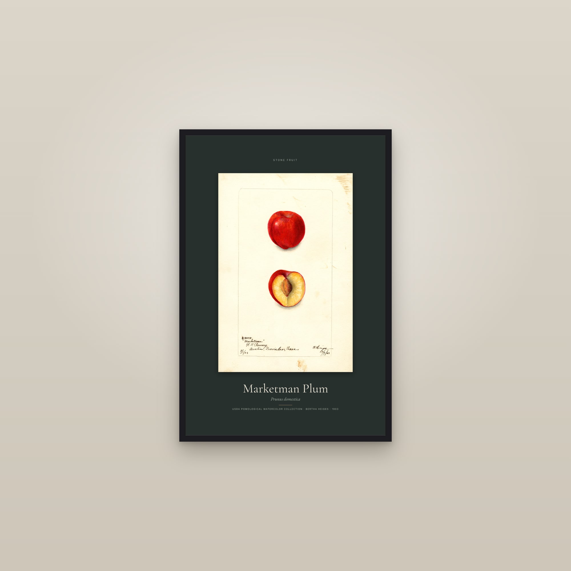 Marketman Plum — Specimen — framed in a gallery setting