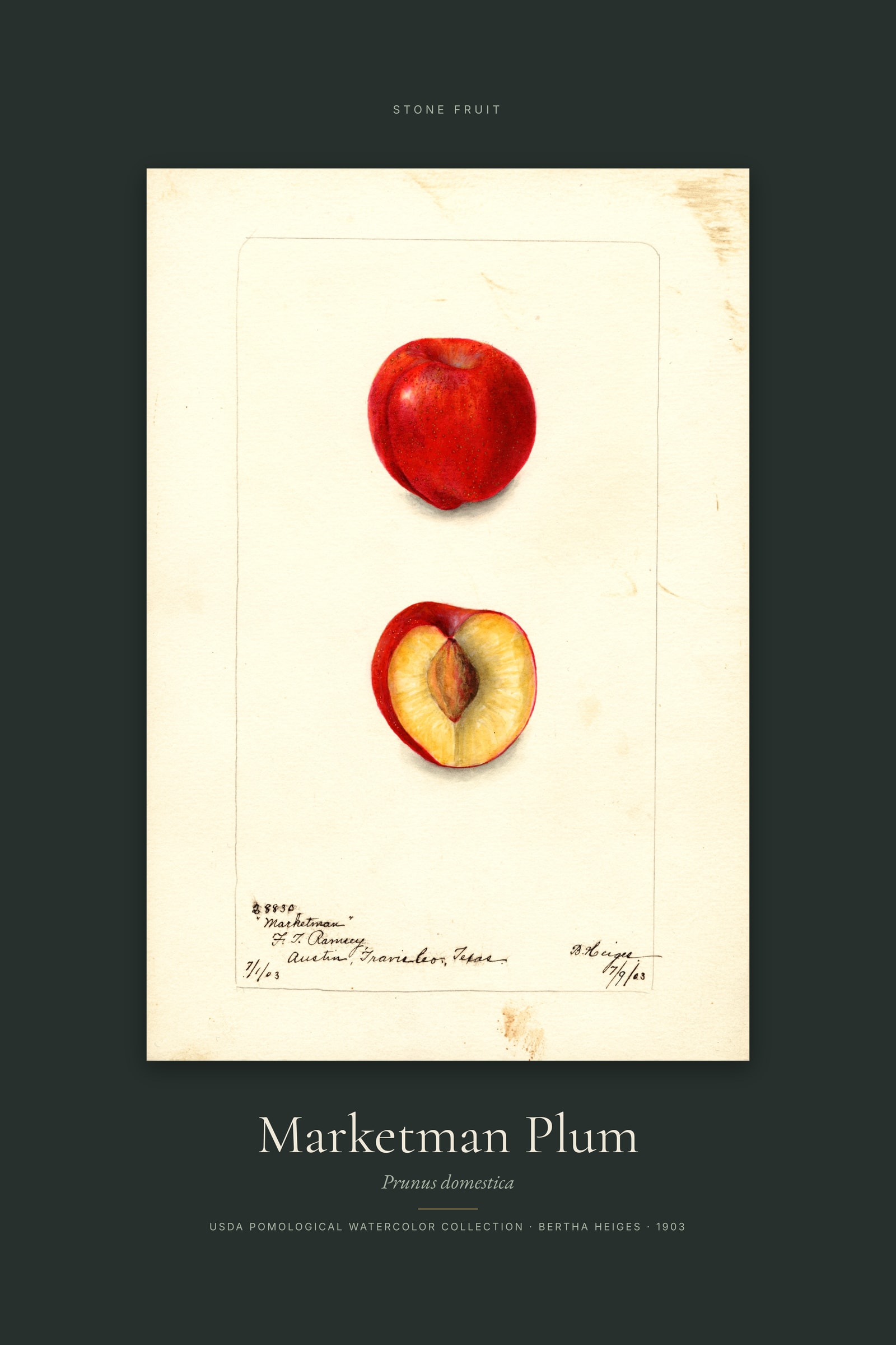 Marketman Plum — Specimen