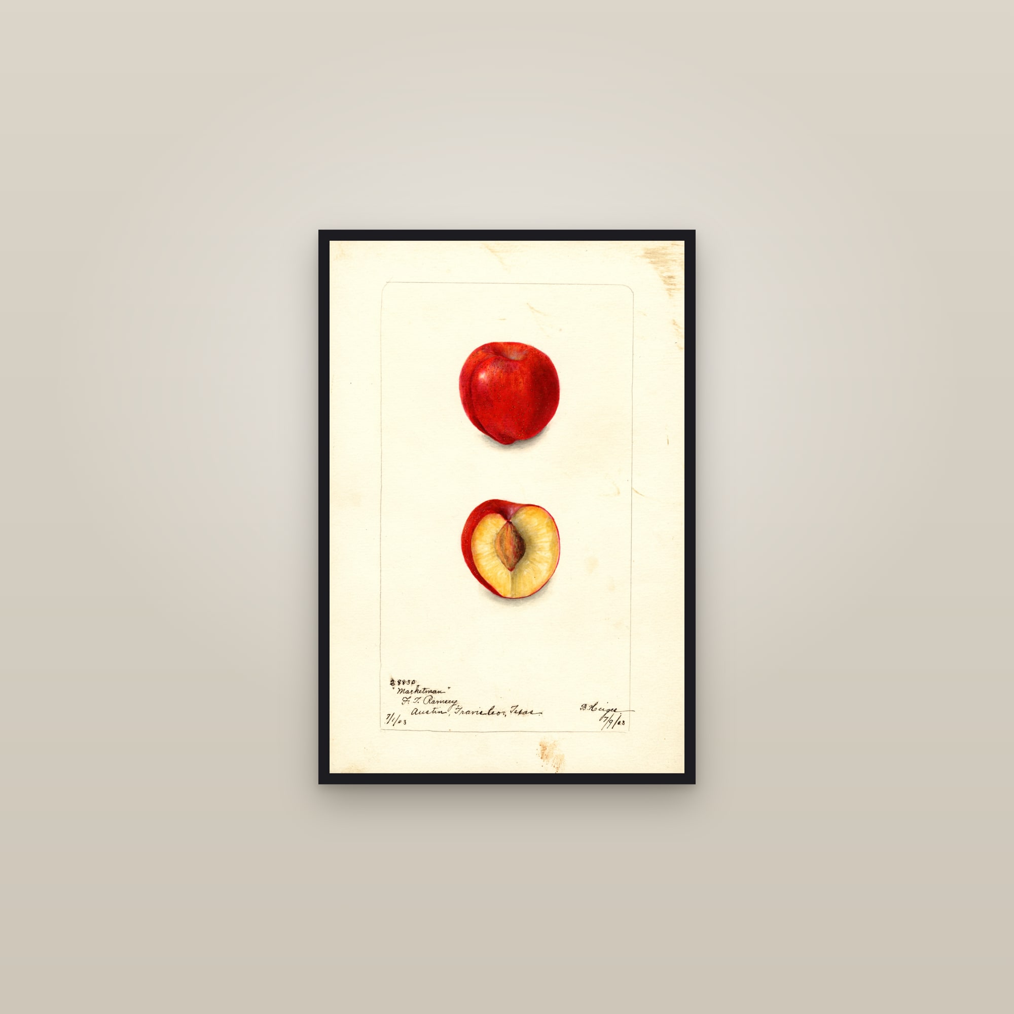 Marketman Plum — framed in a gallery setting