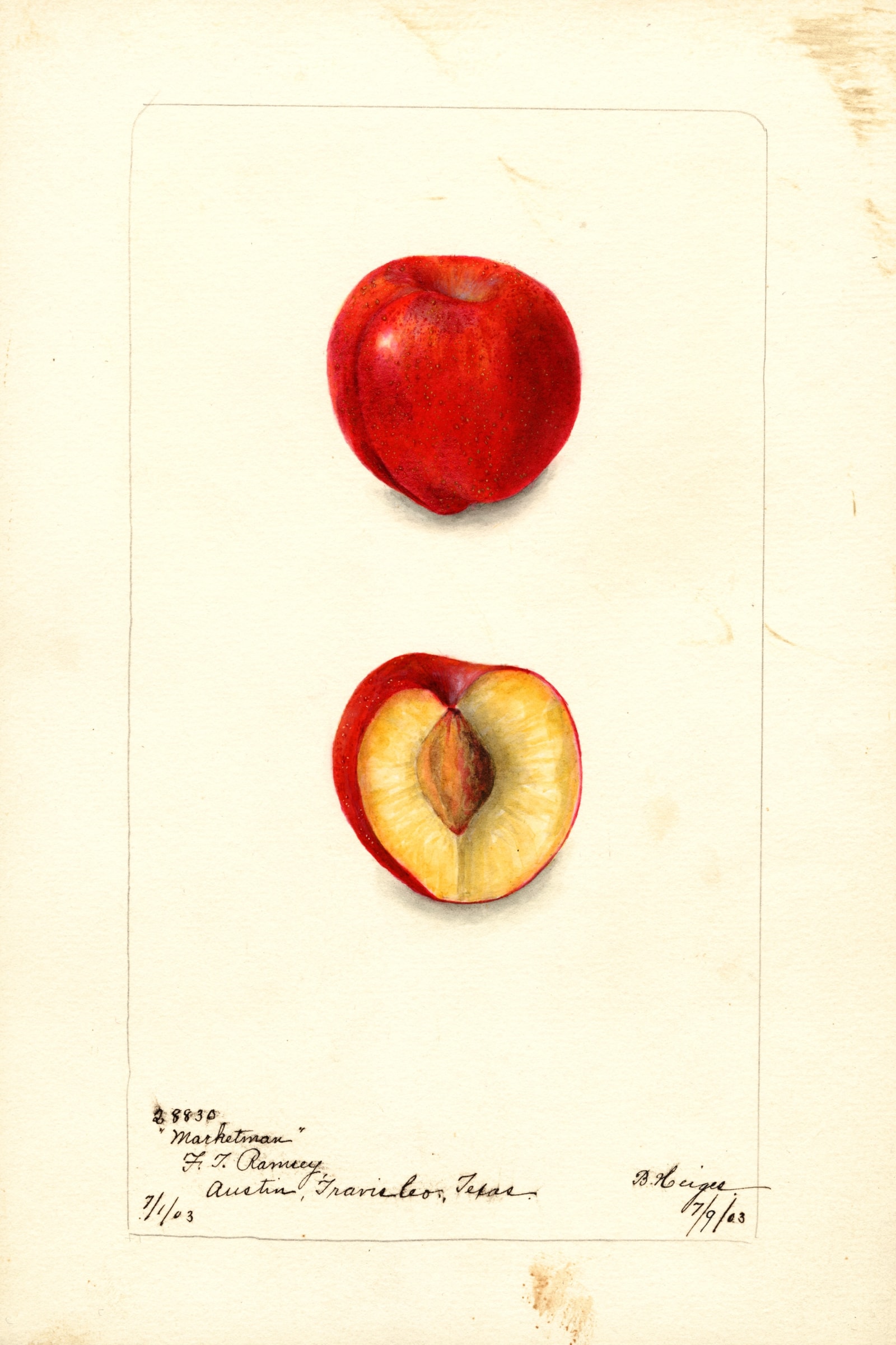 Marketman Plum