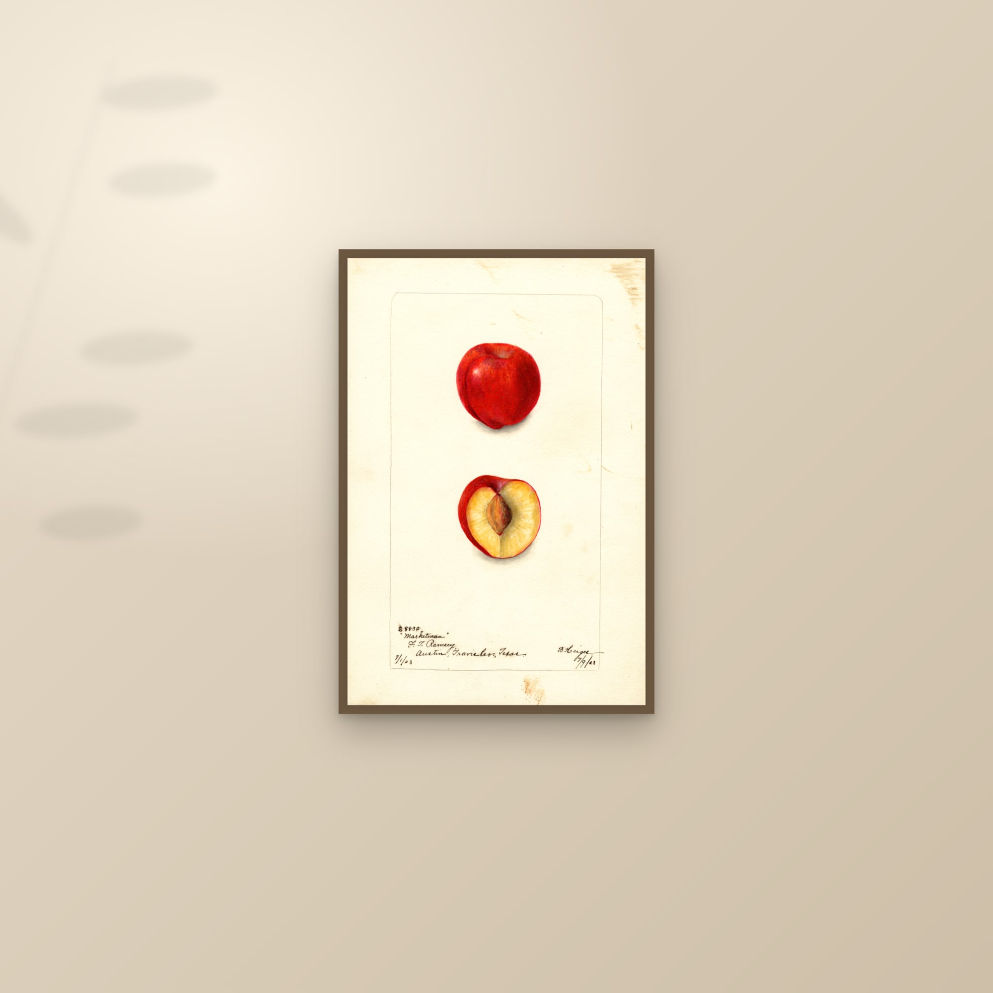 Marketman Plum — framed and styled on a sunlit wall