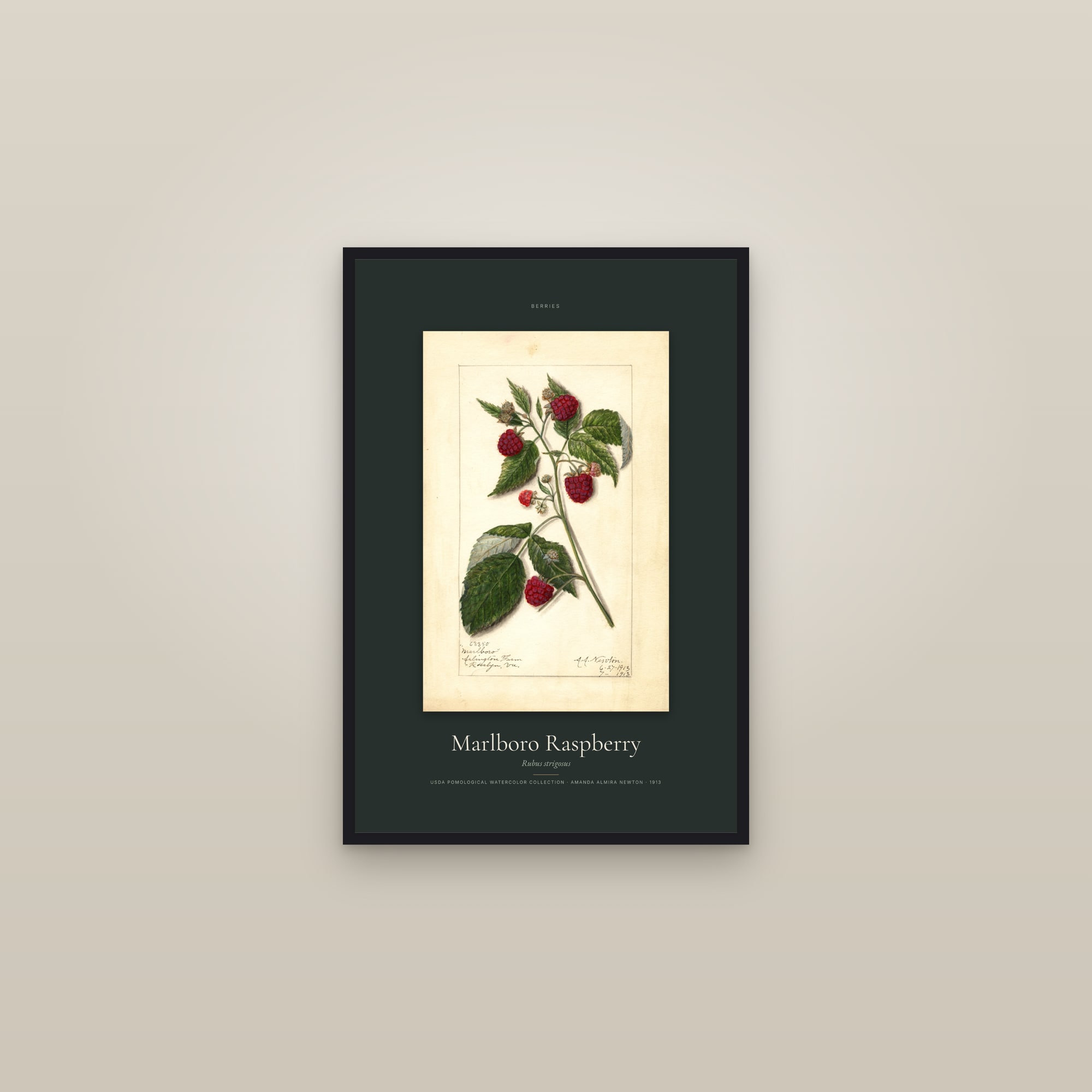 Marlboro Raspberry — Specimen — framed in a gallery setting