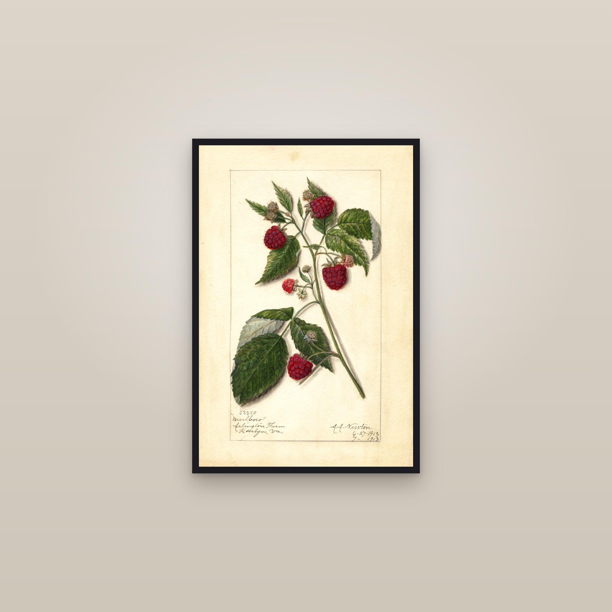 Marlboro Raspberry — framed in a gallery setting