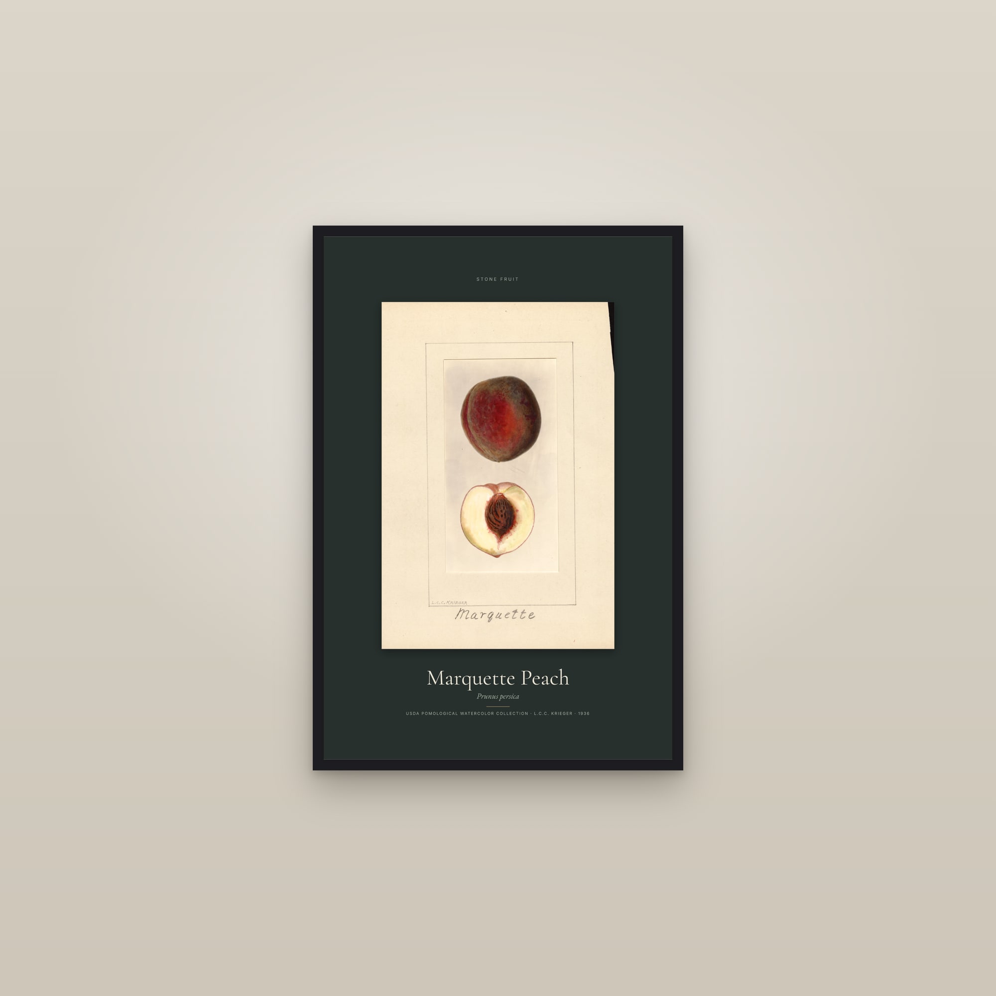 Marquette Peach — Specimen — framed in a gallery setting