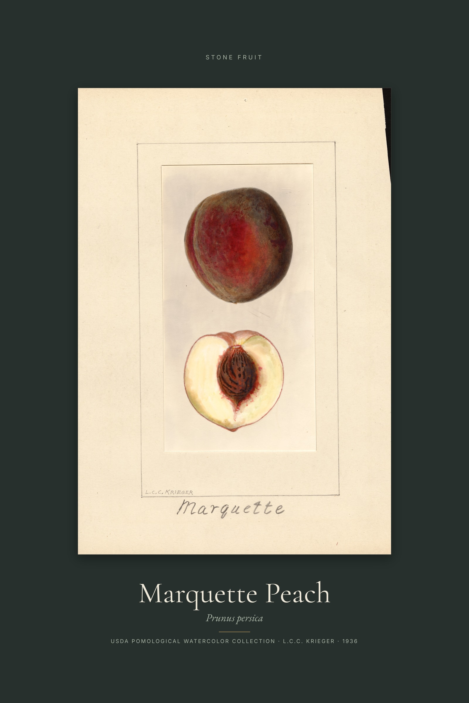 Marquette Peach — Specimen