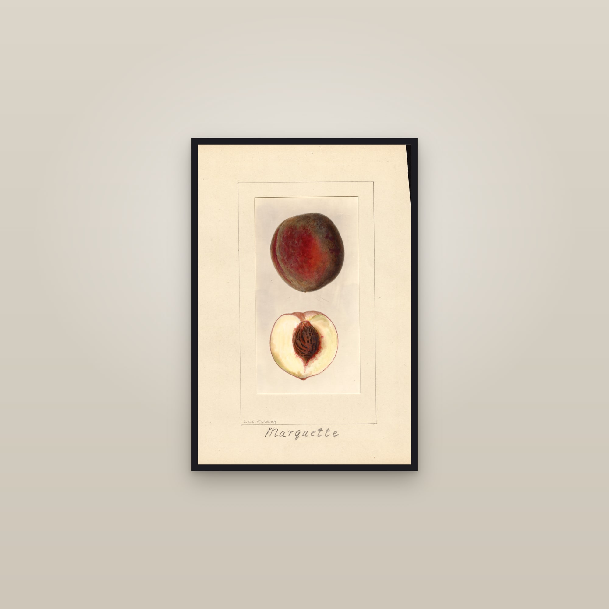 Marquette Peach — framed in a gallery setting
