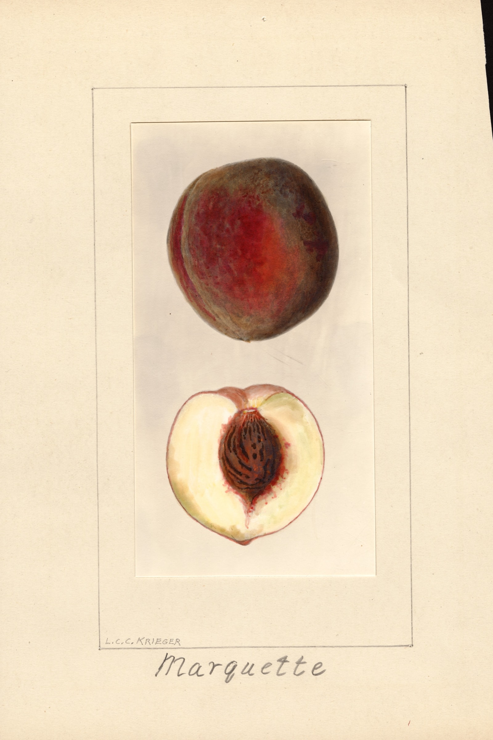 Marquette Peach