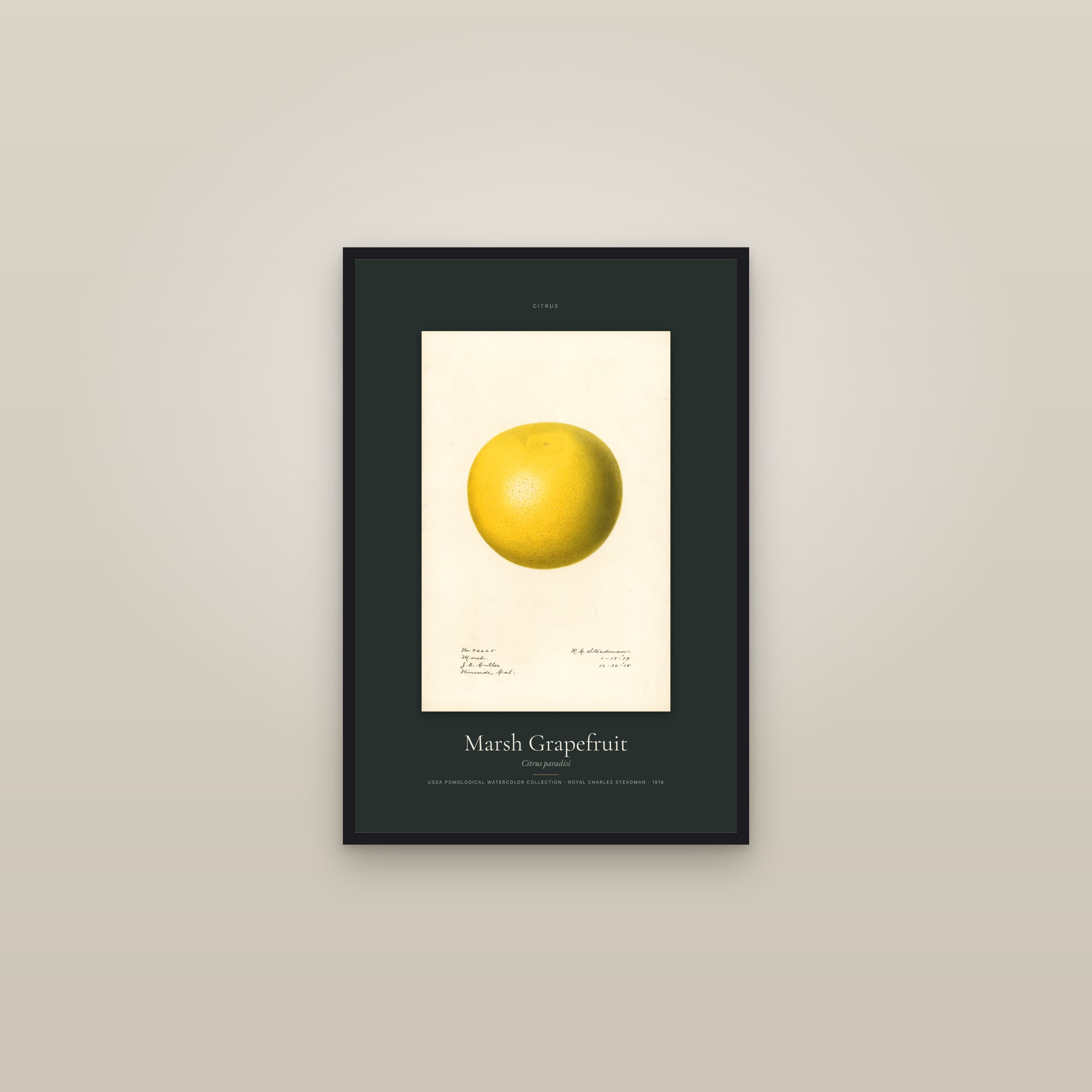 Marsh Grapefruit — Specimen — framed in a gallery setting