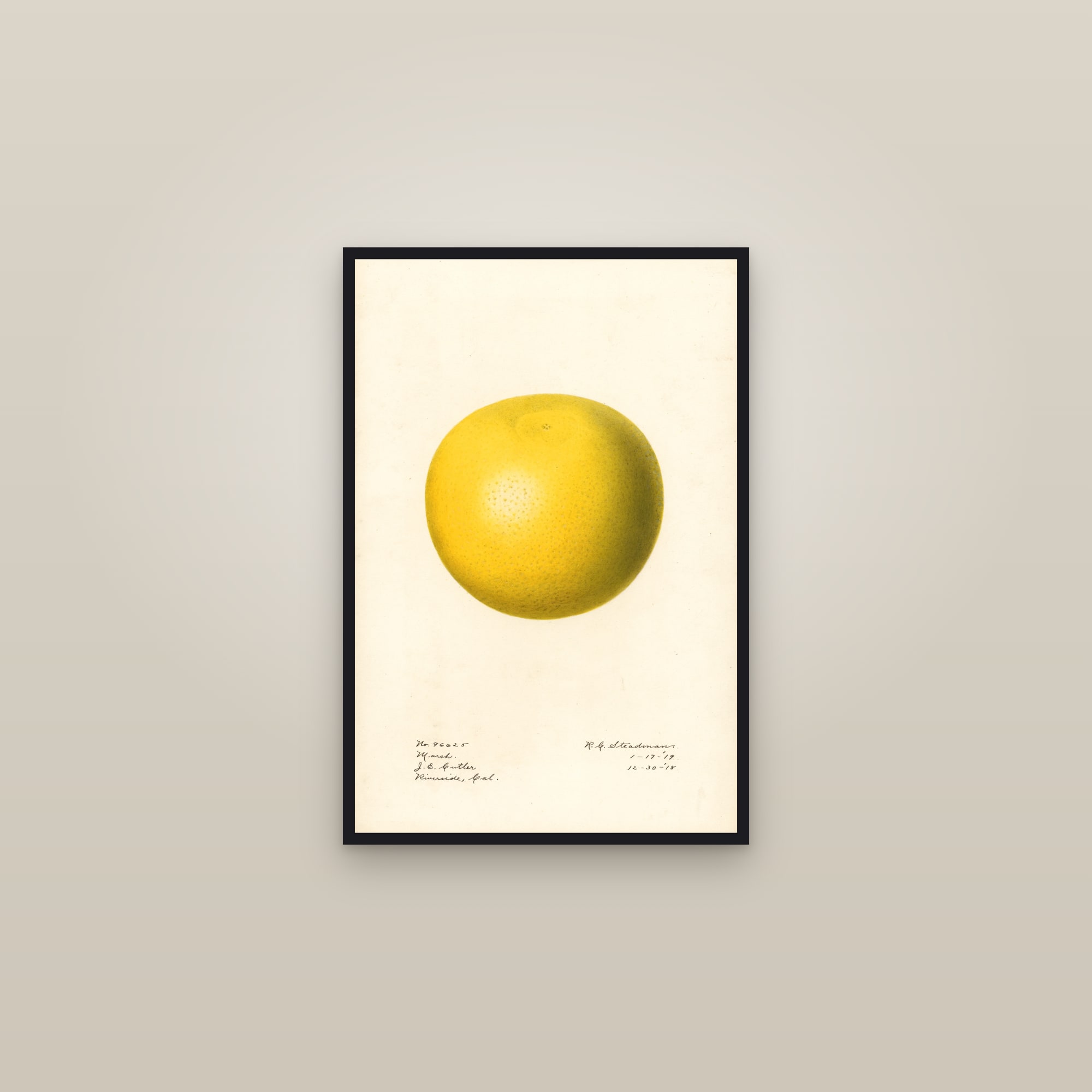 Marsh Grapefruit — framed in a gallery setting