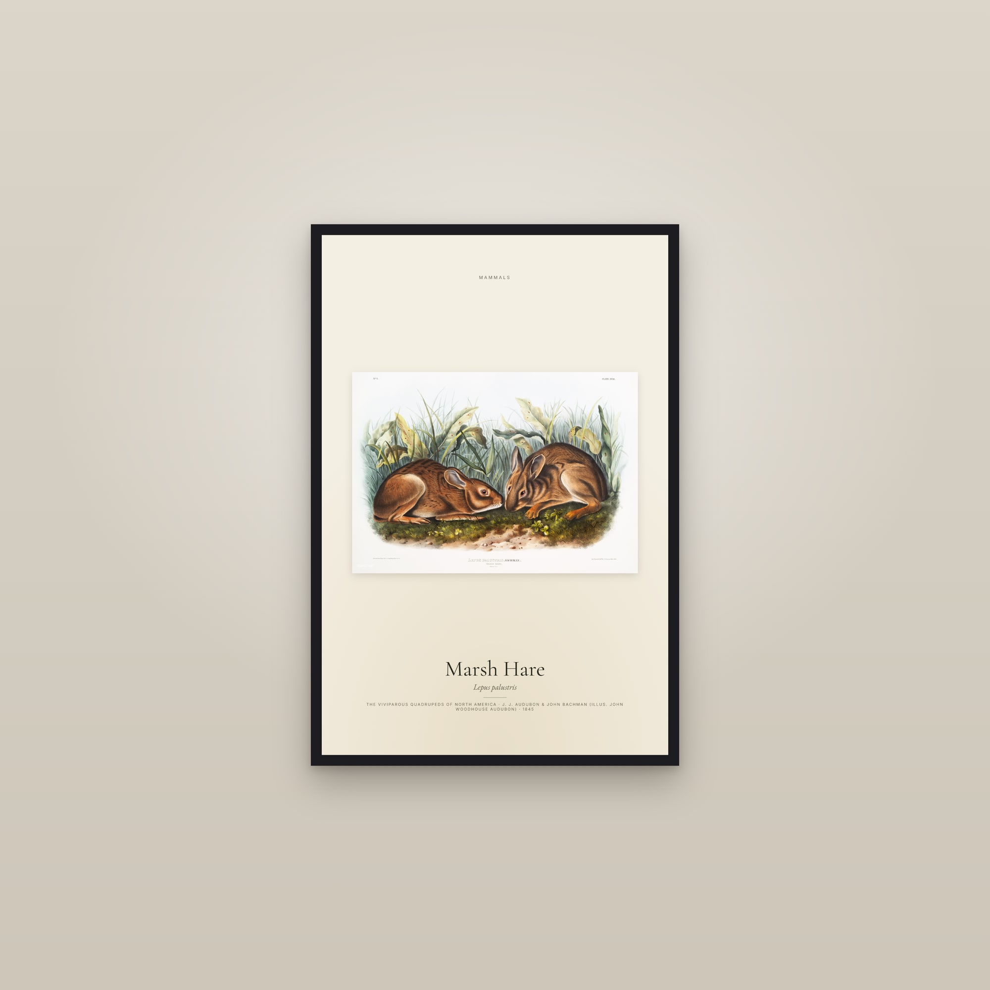 Marsh Hare — framed in a gallery setting