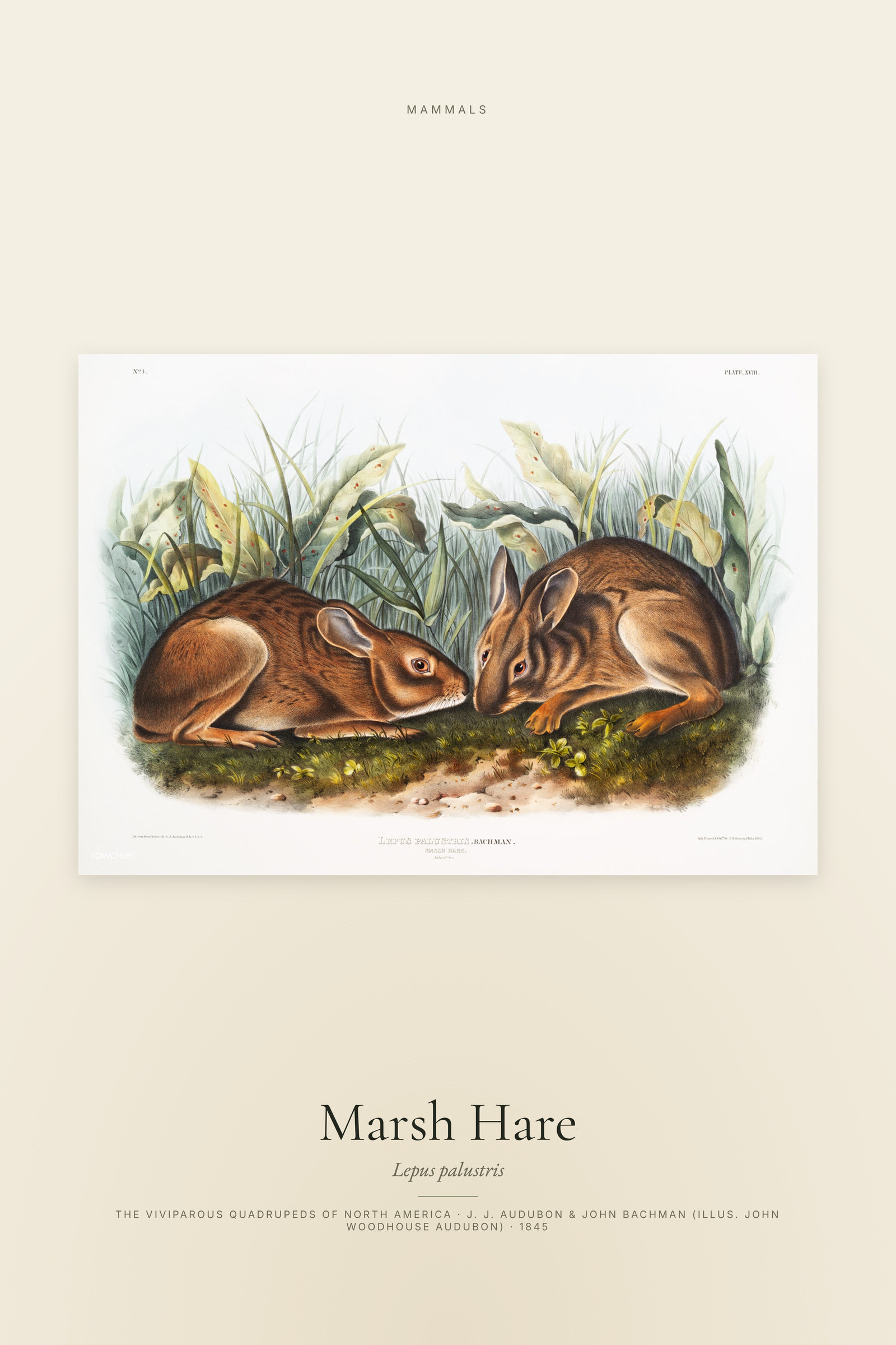 Marsh Hare