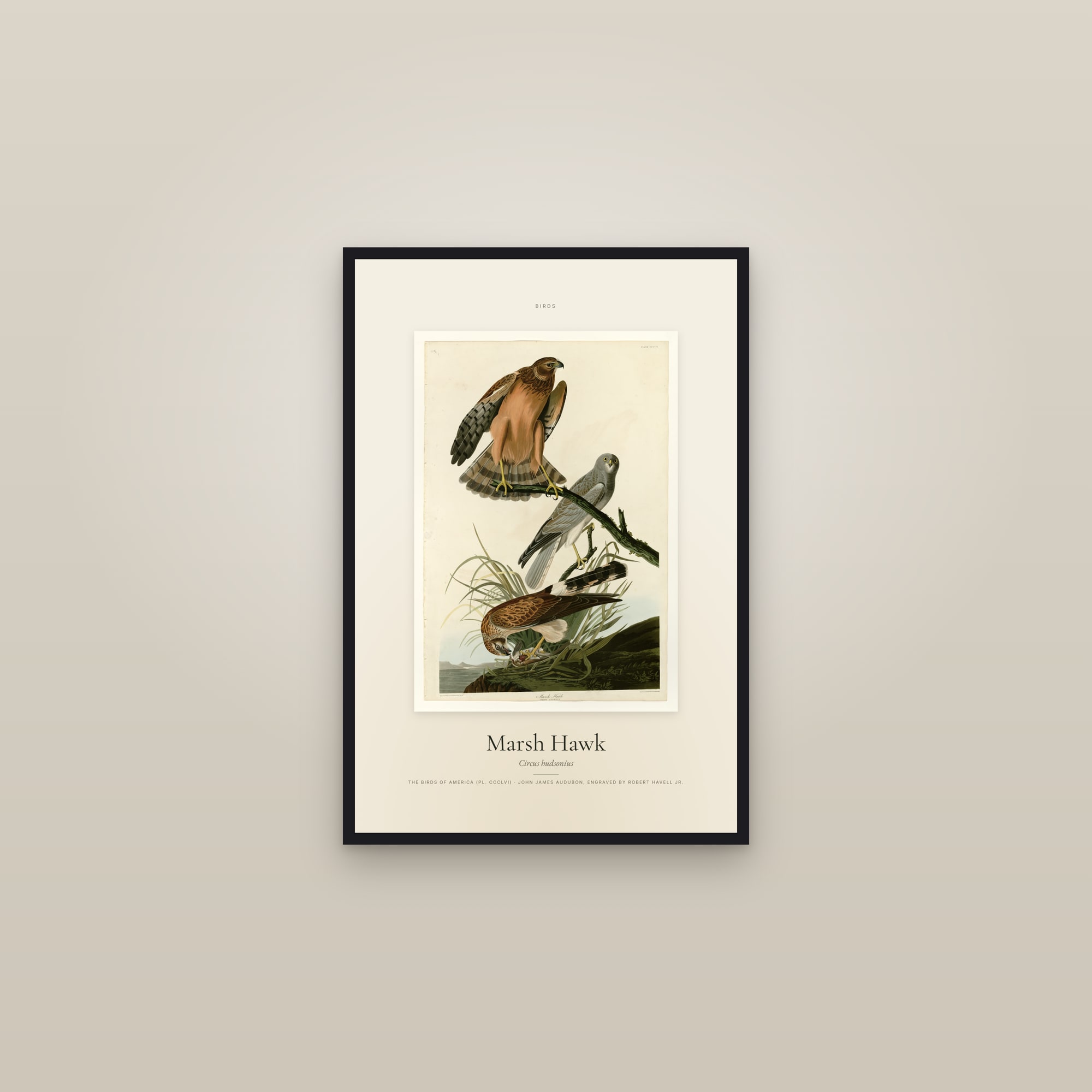 Marsh Hawk — Specimen — framed in a gallery setting